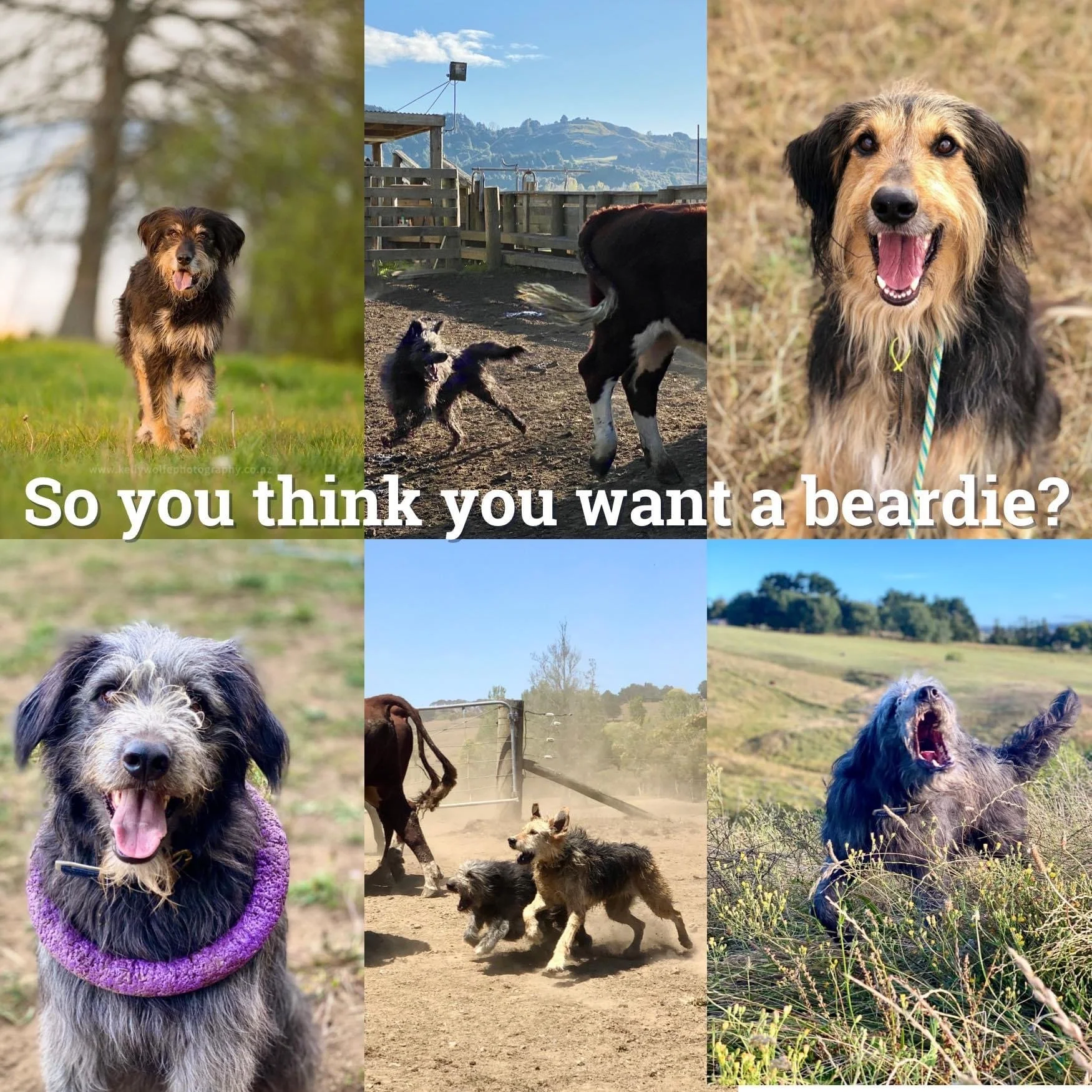 So you think you want a beardie?