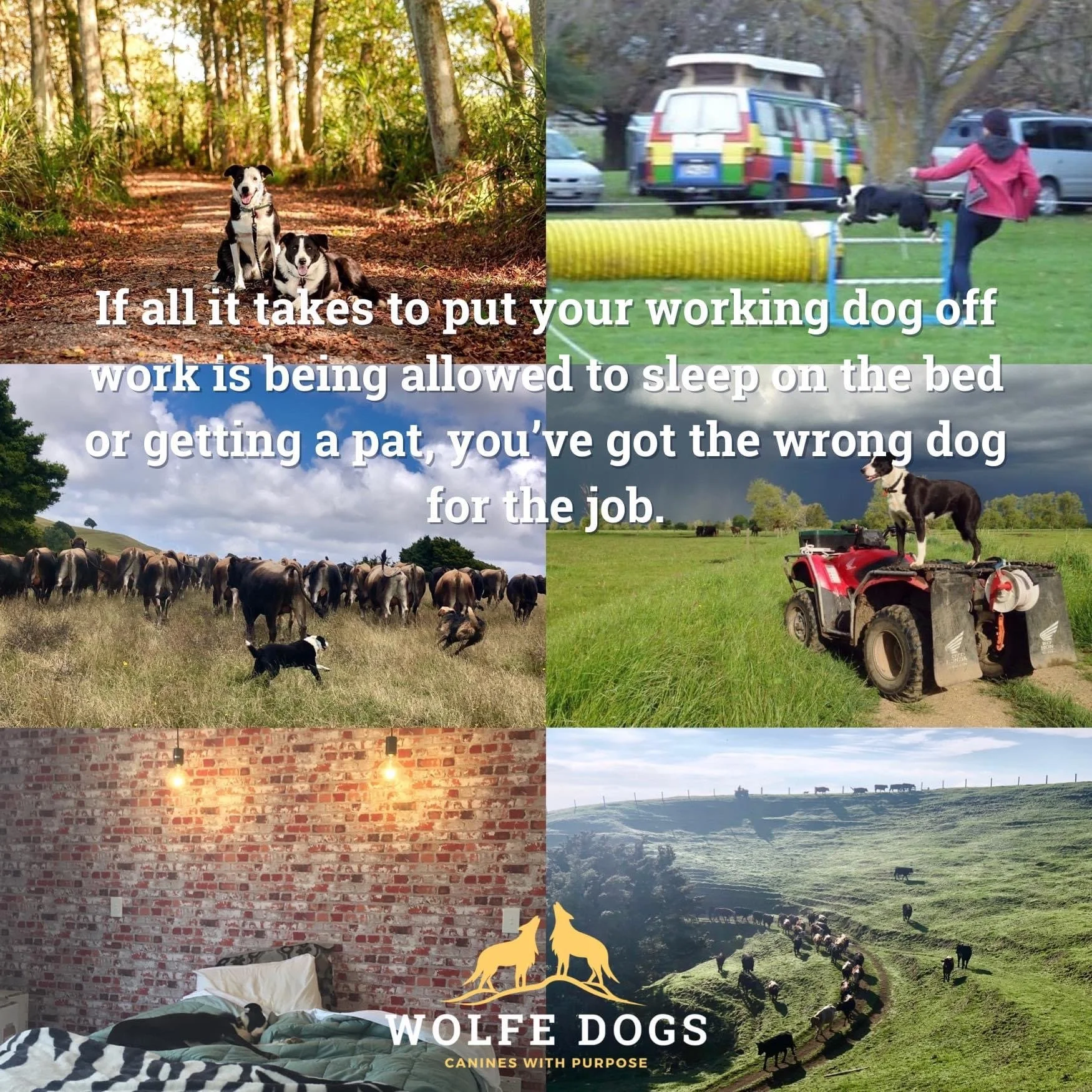 Sleeping on the bed won’t ruin your working dog