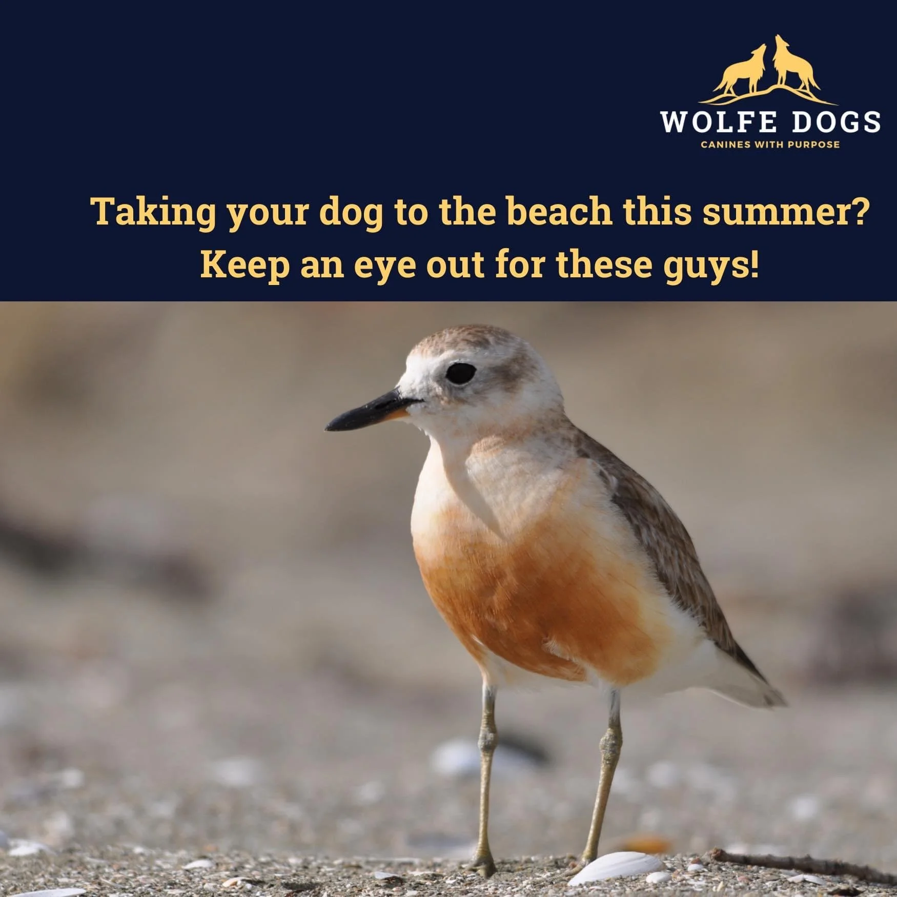 Watch out for these guys at the beach this summer