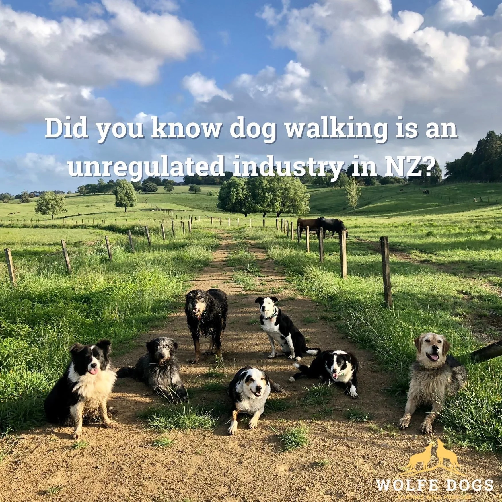 Choosing a Dog Walker