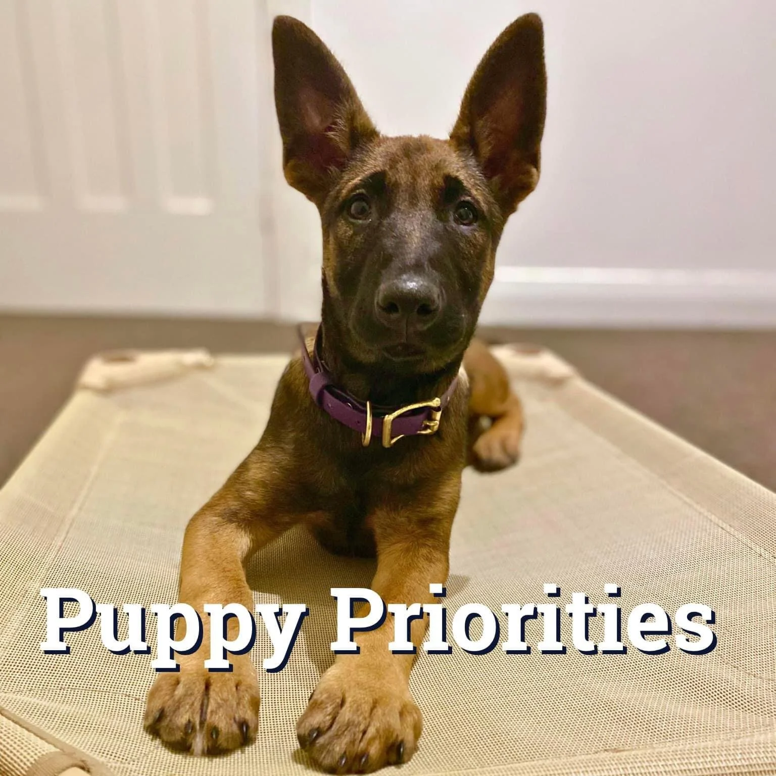 Puppy Priorities