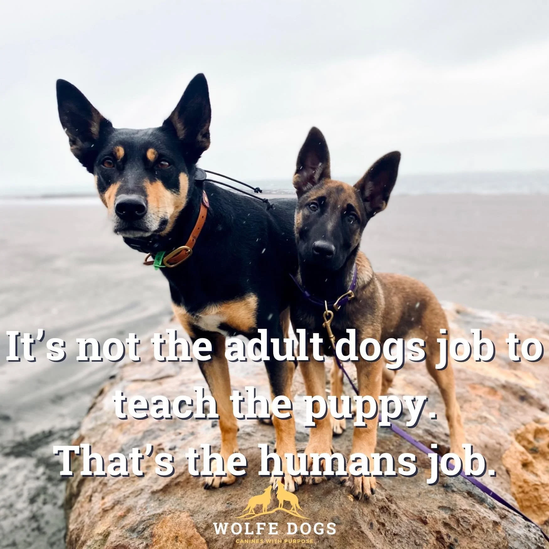 Puppies and Adult Dogs in the home