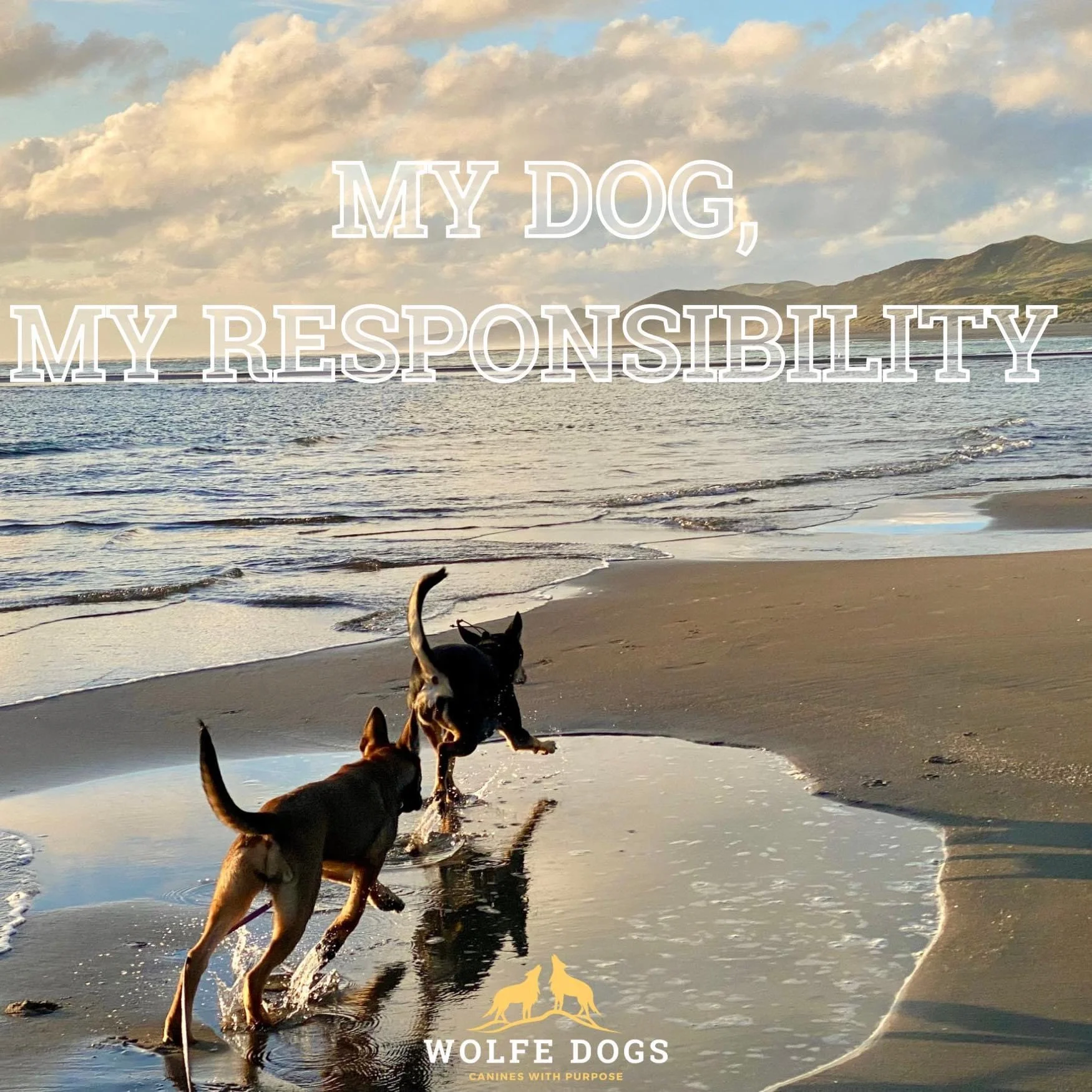 My dog, my responsibility