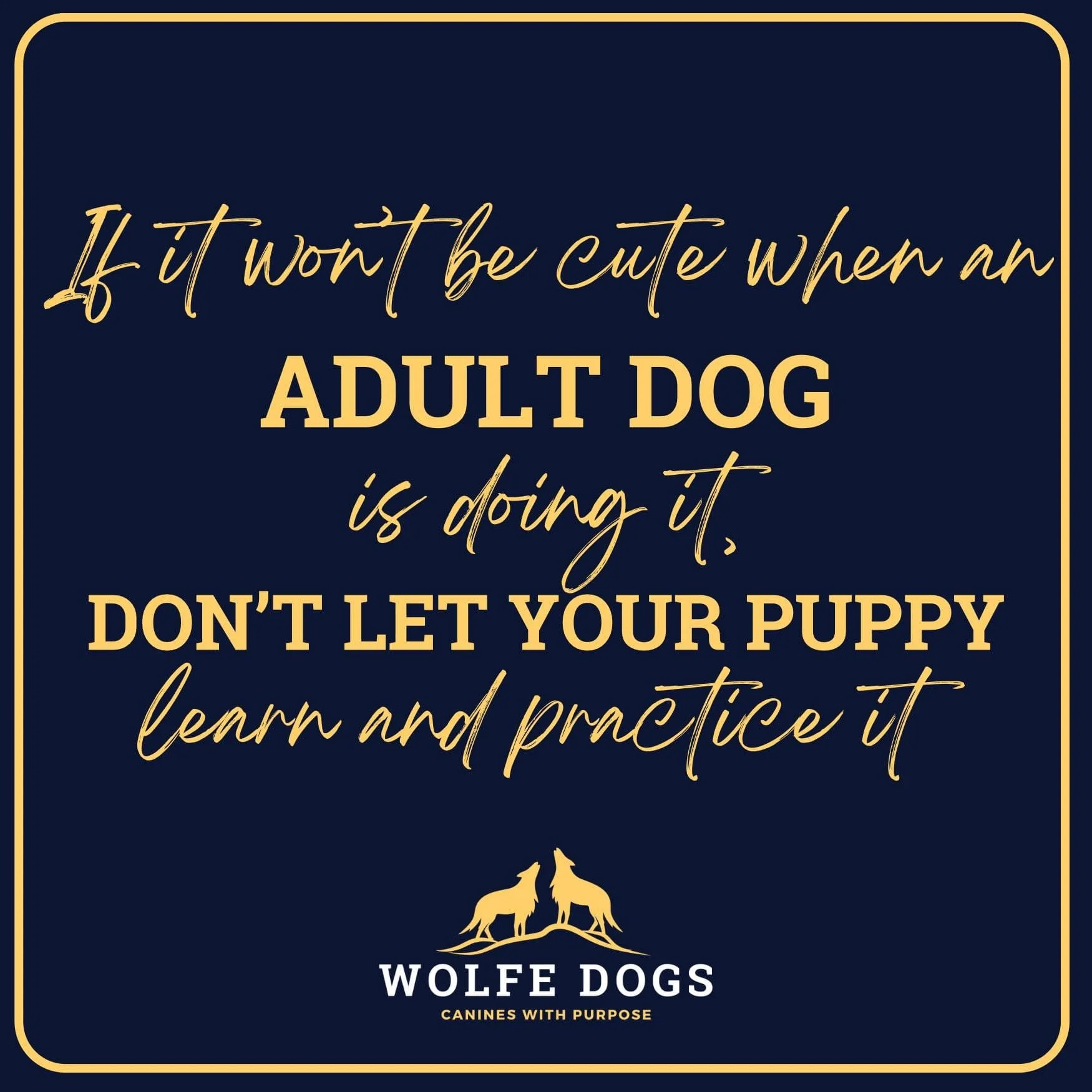 Don’t let your puppy practice things you don’t want an adult dog doing