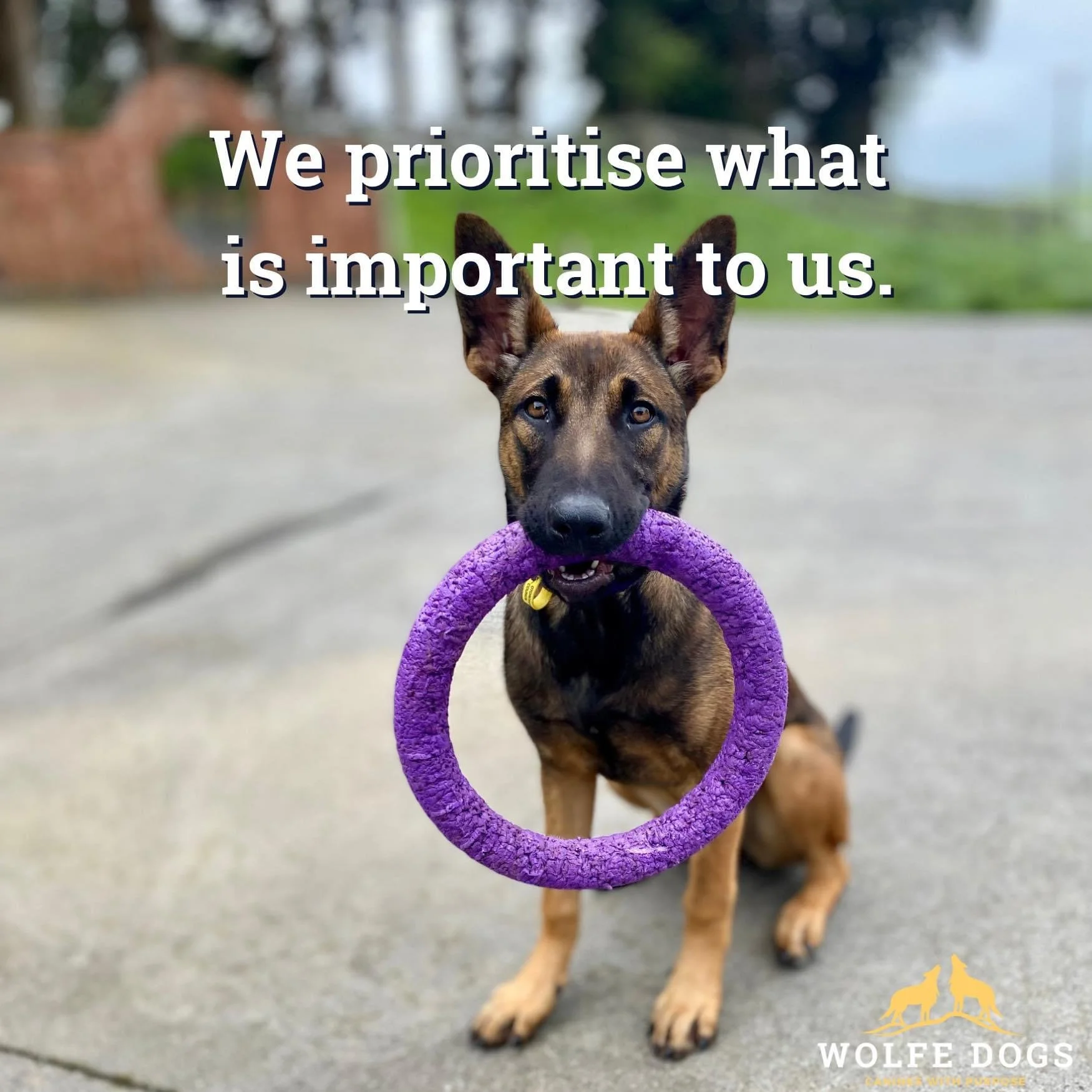 Prioritising training our dogs