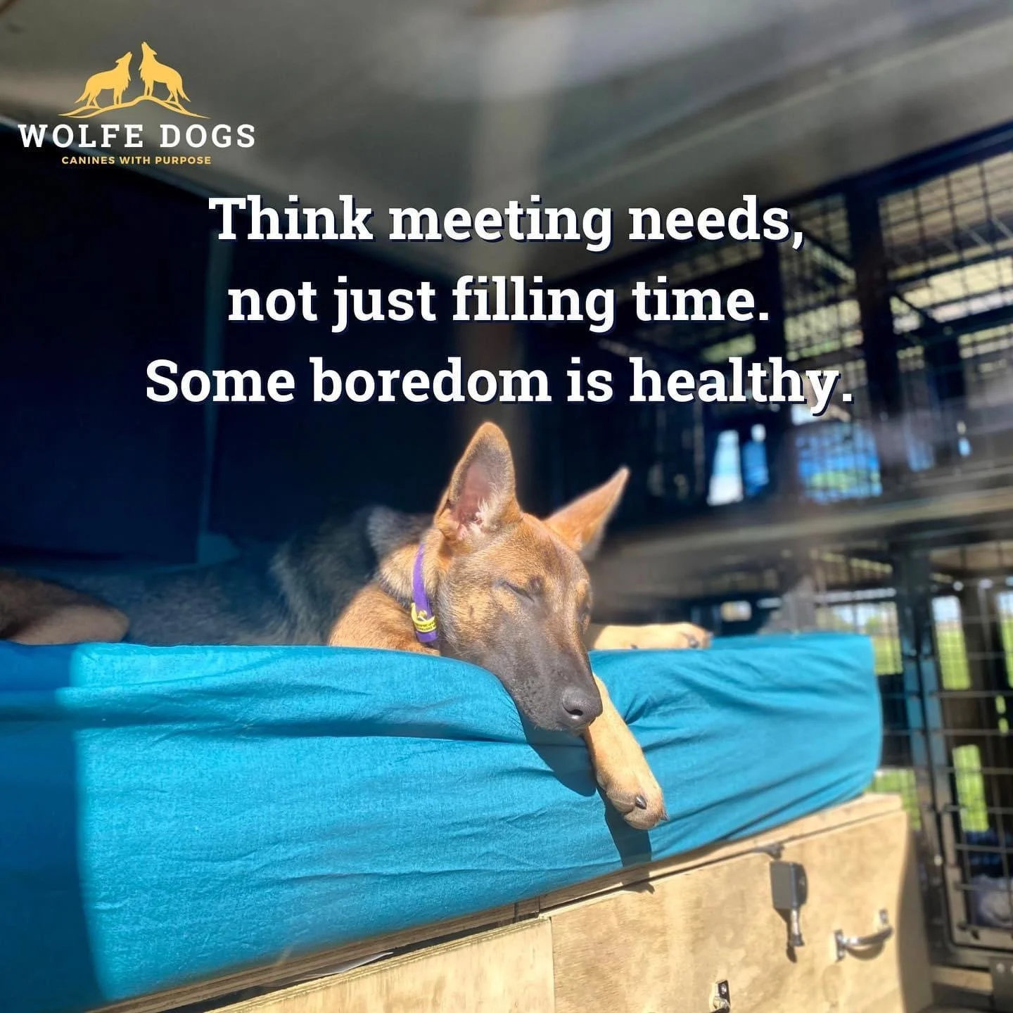 Bored dogs can be good dogs