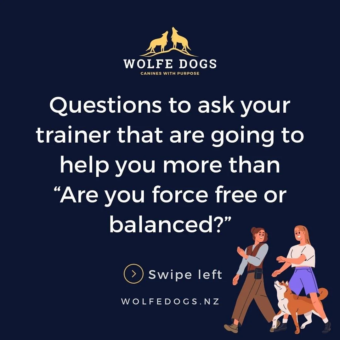 Things to ask your dog trainer other than “are you force free or balanced?”