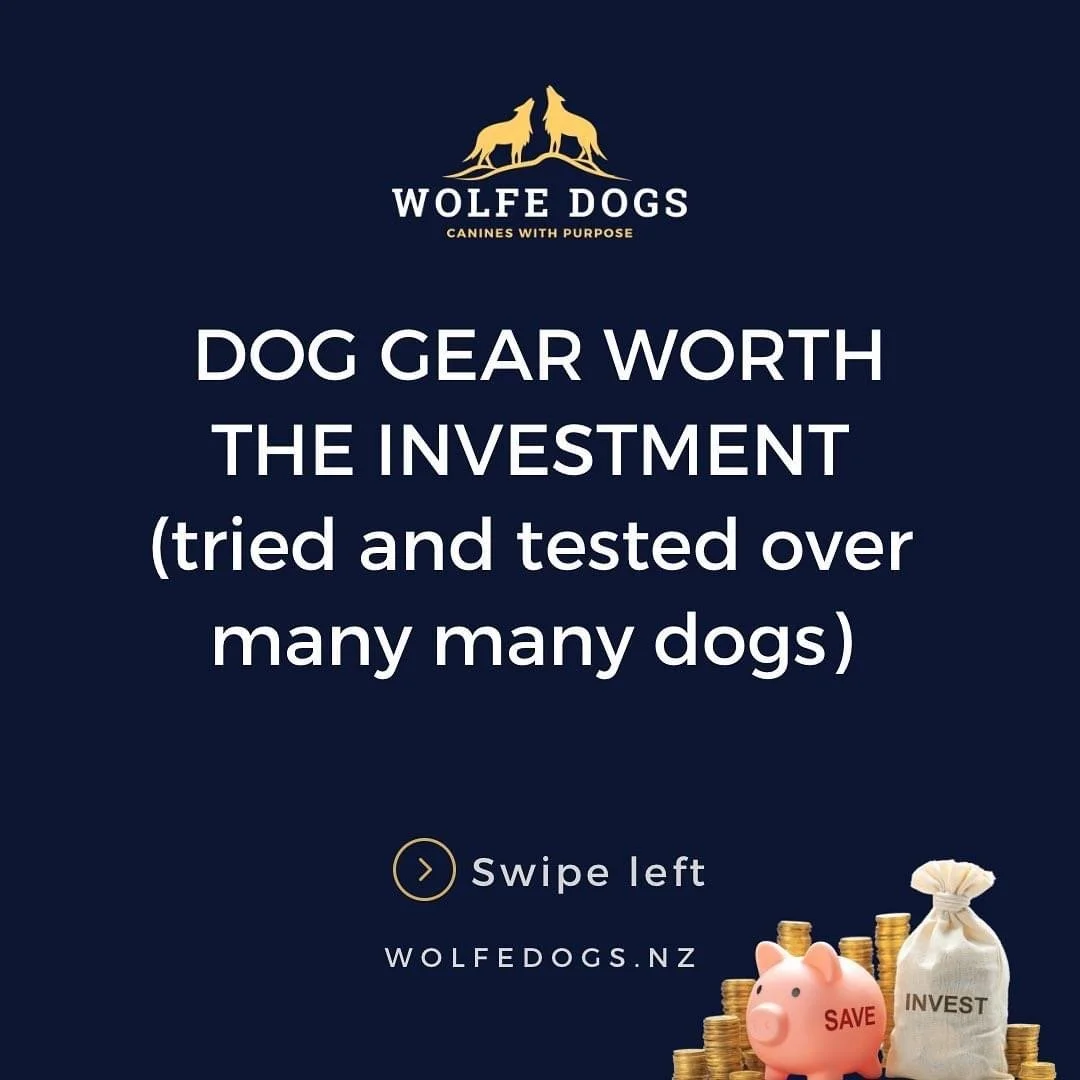 Gear recommendations for dogs and puppies