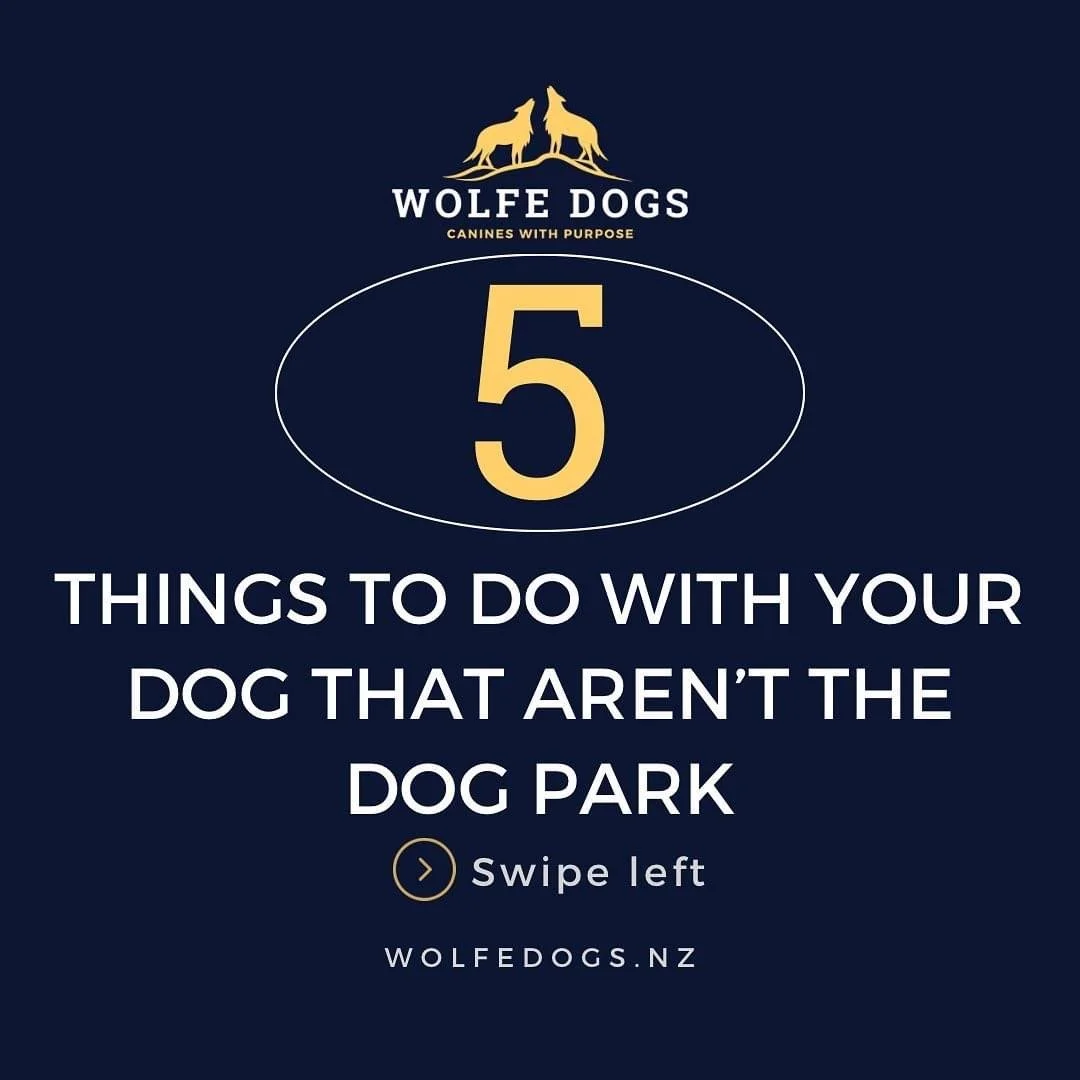 Things to do with your dog that’s not the dog park