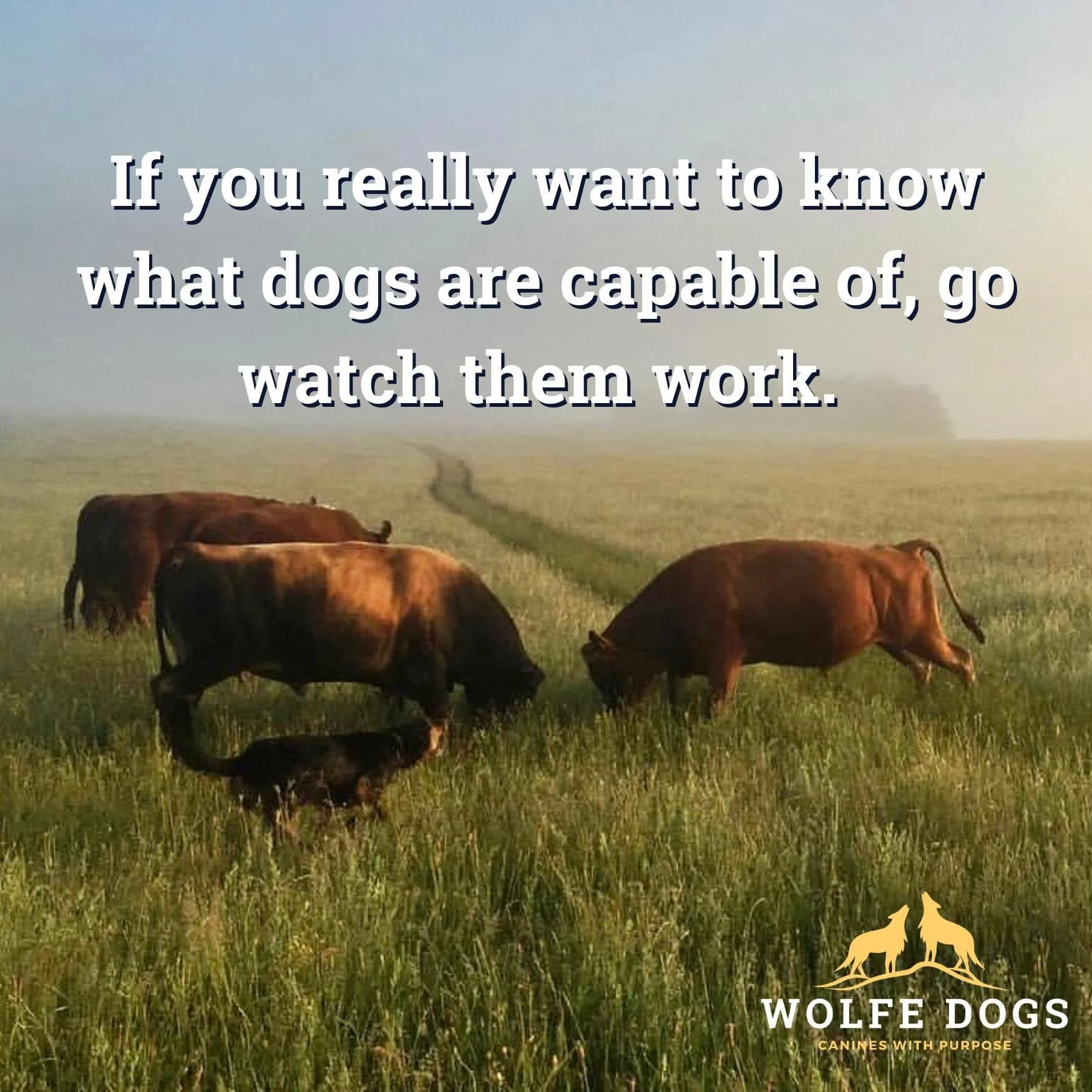 Your dog is capable of more than you think