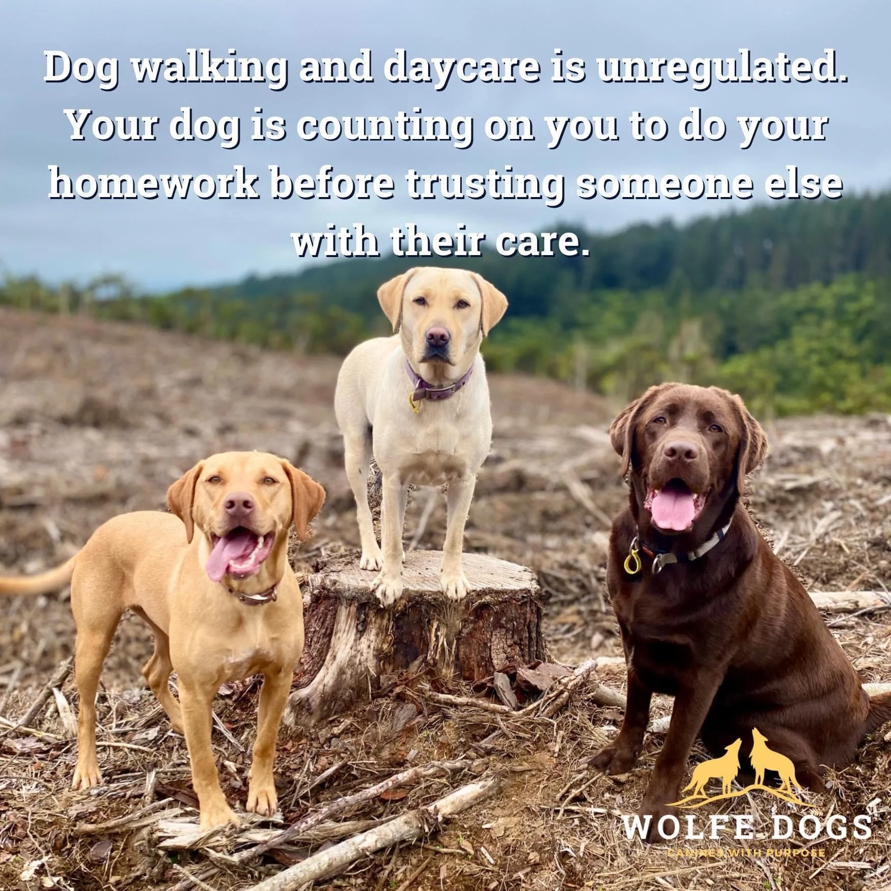 Looking for a walker or daycare for your dog? Read this first.