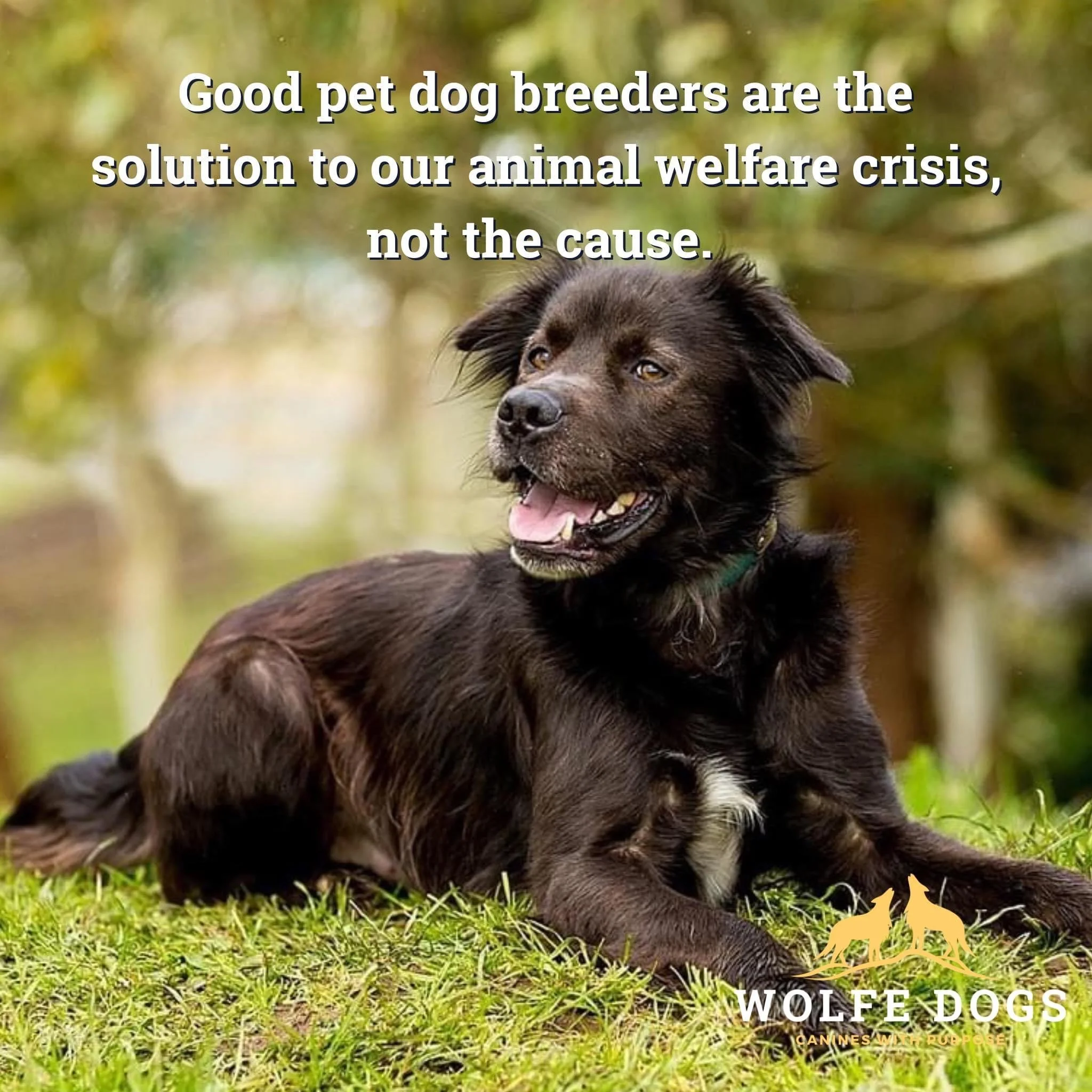 Good pet dog breeders are the solution to our animal welfare crisis