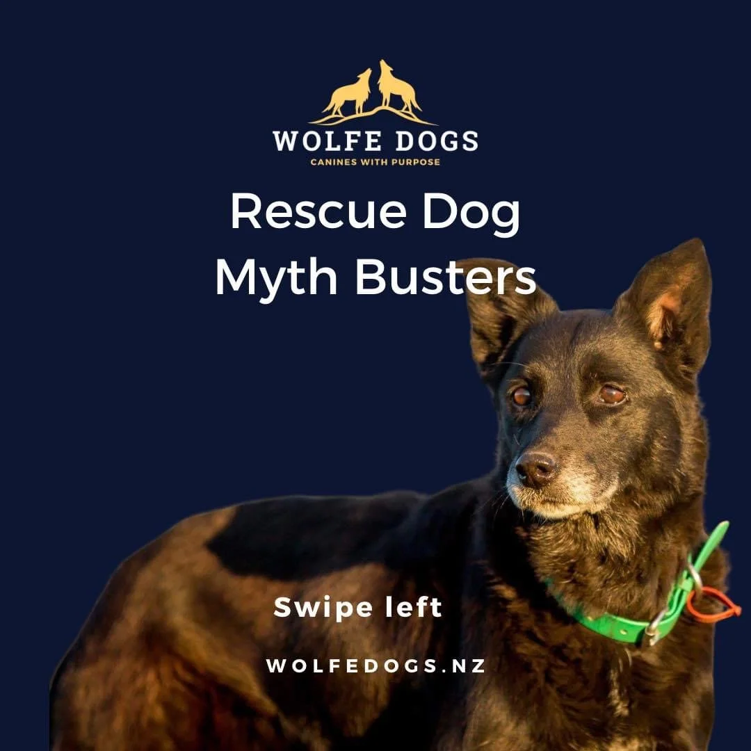 Rescue Dog Myth Busters