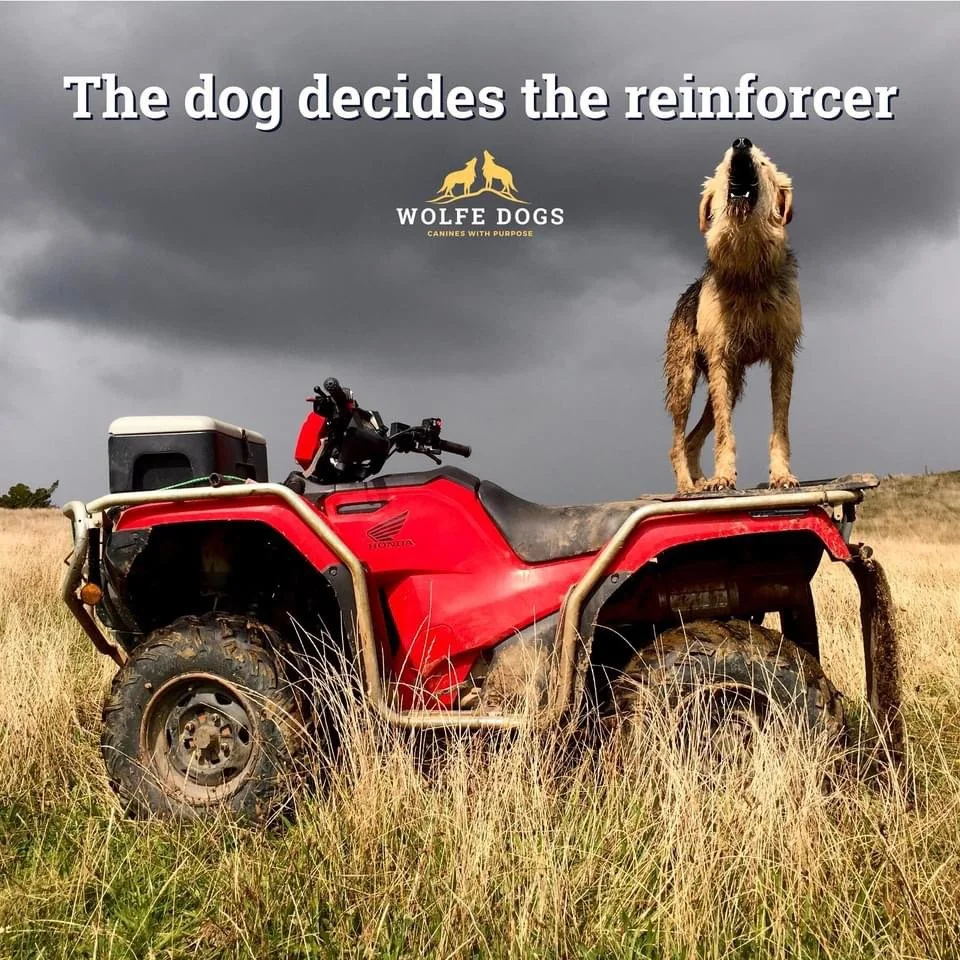 The dog decides the reinforcer