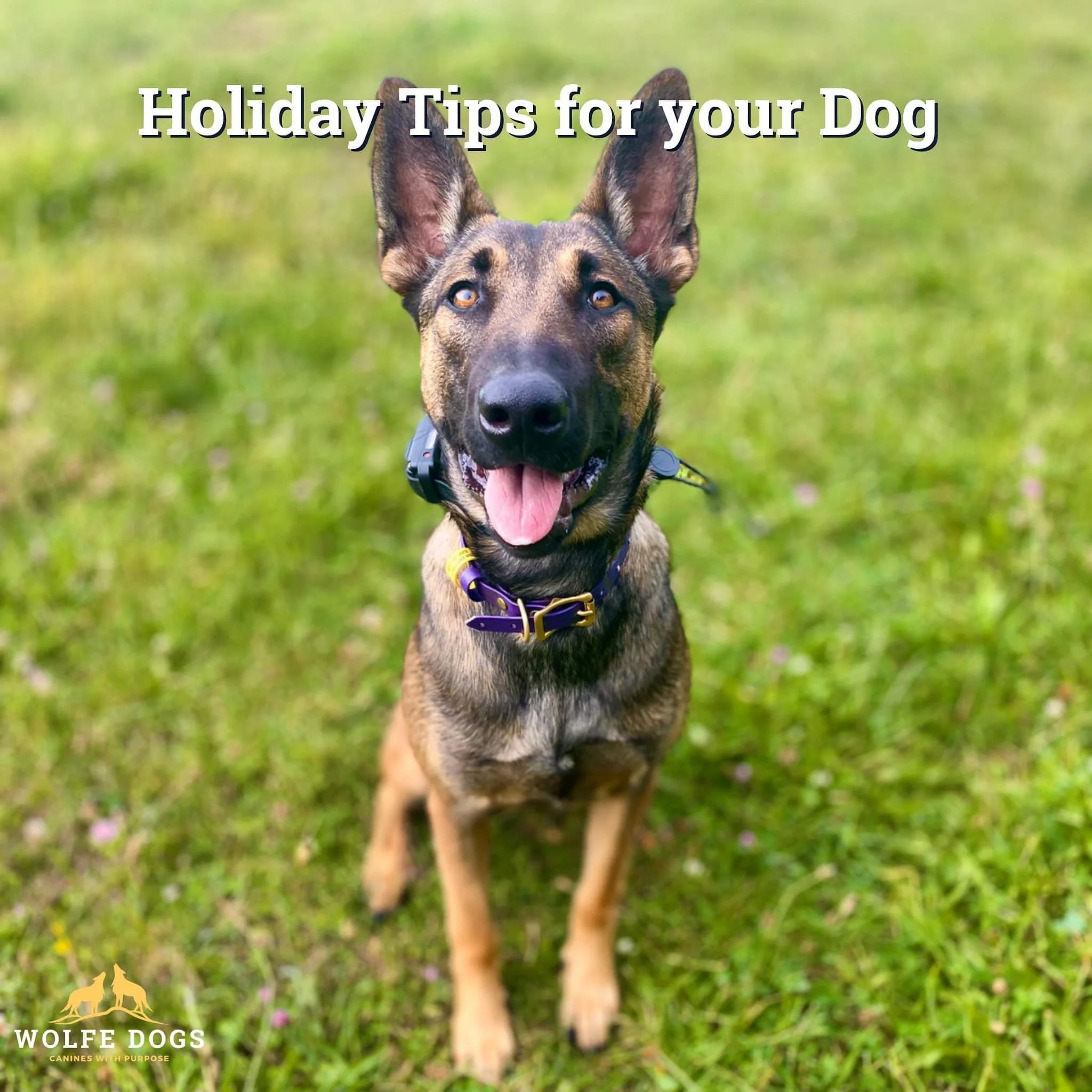 Holiday tips for your dog