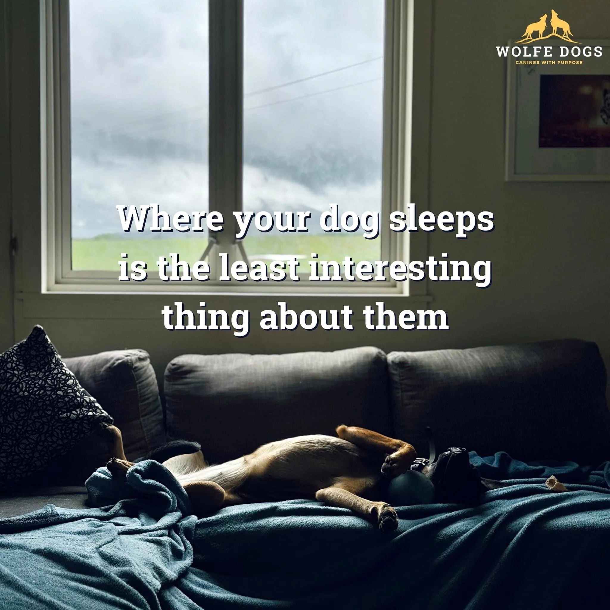 Where your dog sleeps is the least interesting thing about them