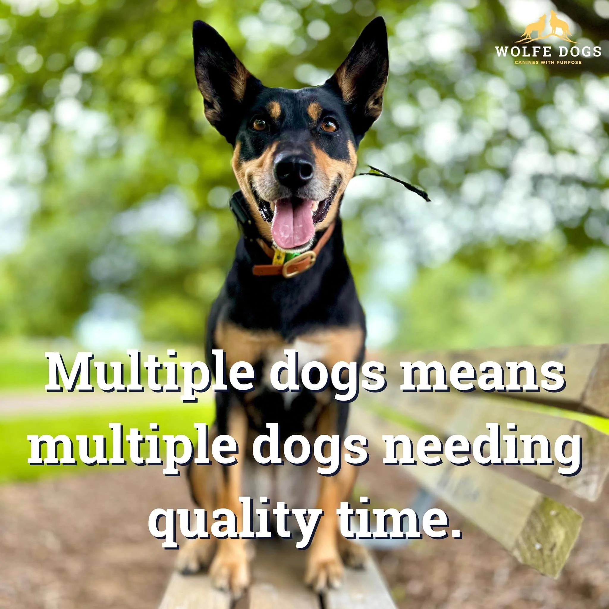 Multiple dogs means multiple dogs needing quality time