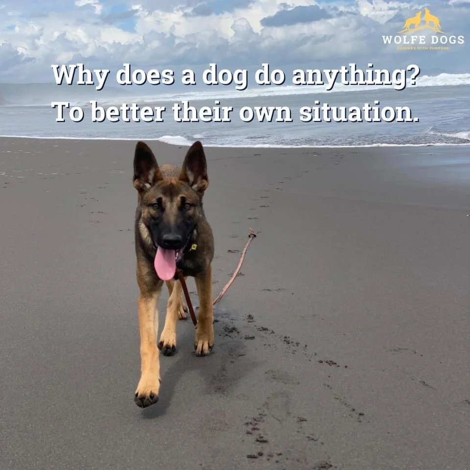 Why does a dog do anything?