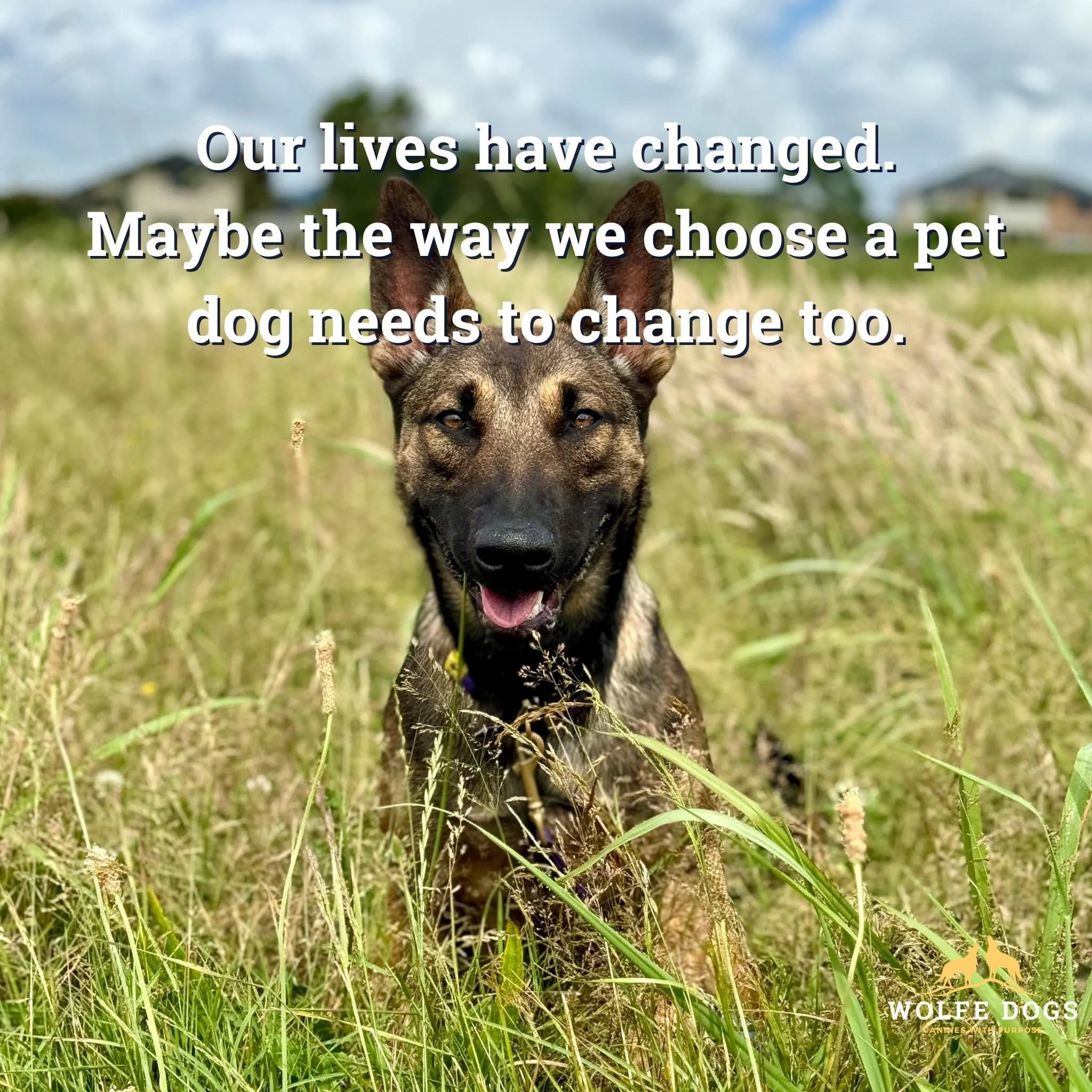 The way we live has changed - maybe we need to change how we choose our pets too