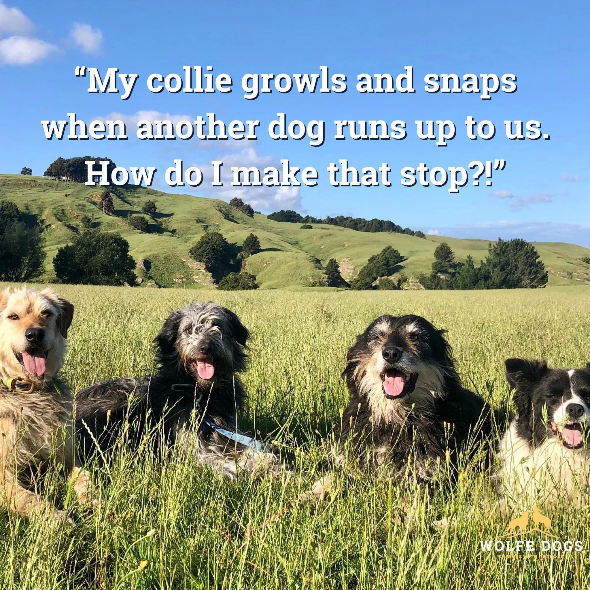 My collie reacts when dogs run up to us - what do I do?