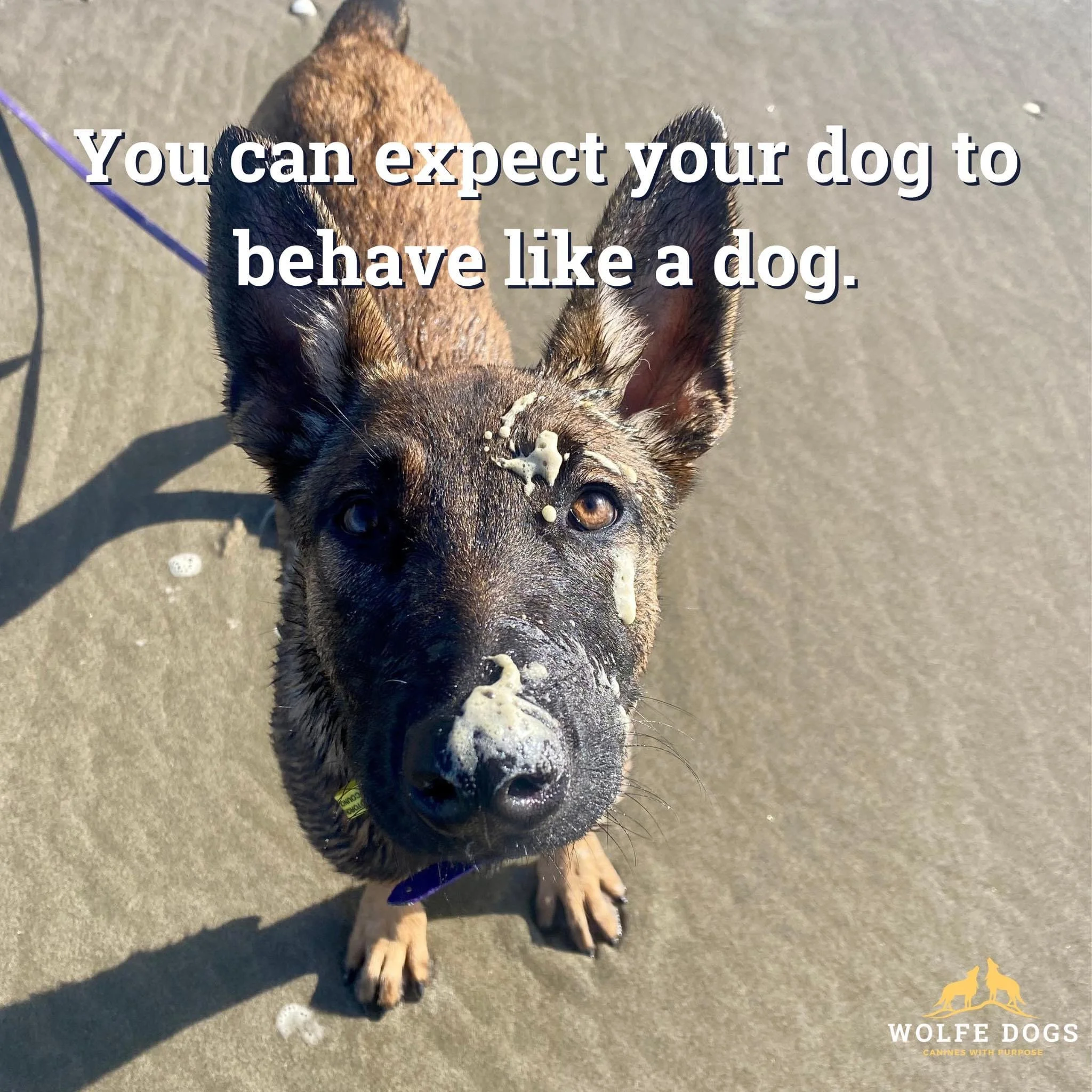 You can expect your dog to behave like a dog
