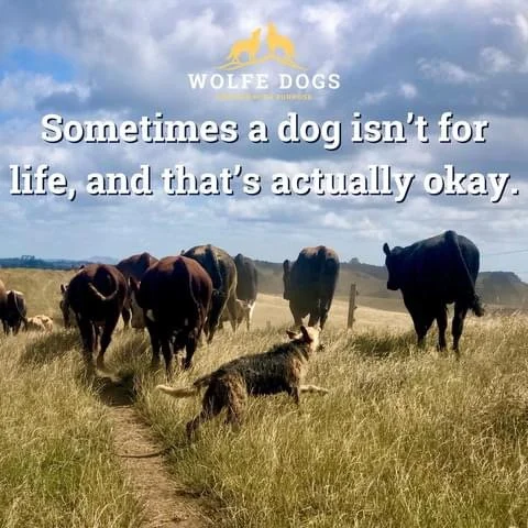 Sometimes a dog isn’t for life - that’s actually okay