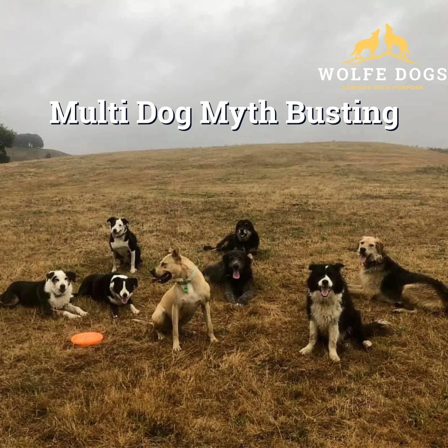 Multi dog myth busting