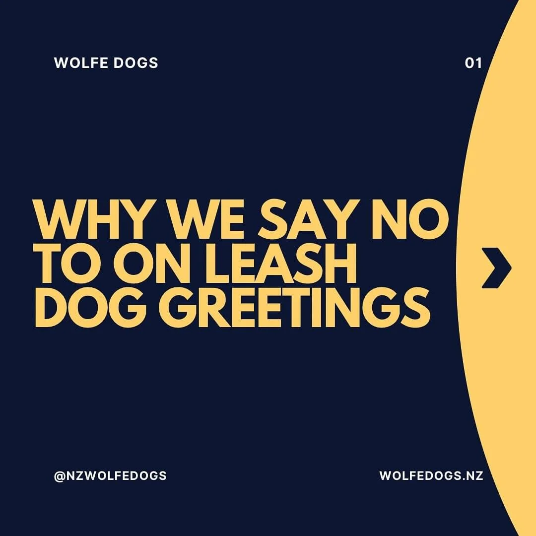 Why we say no to on leash greetings