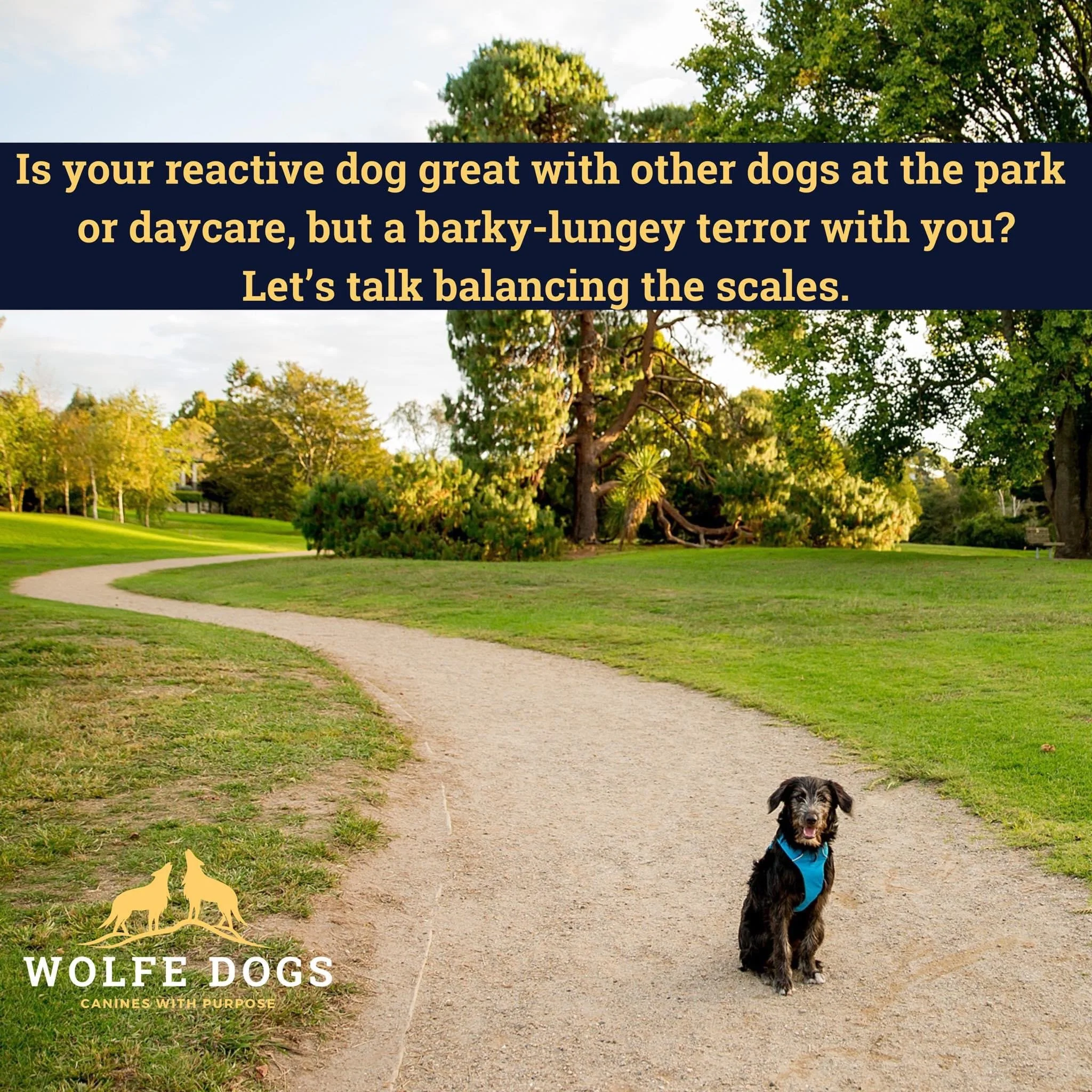Is your reactive dog great with other dogs at the park and daycare but awful on lead?
