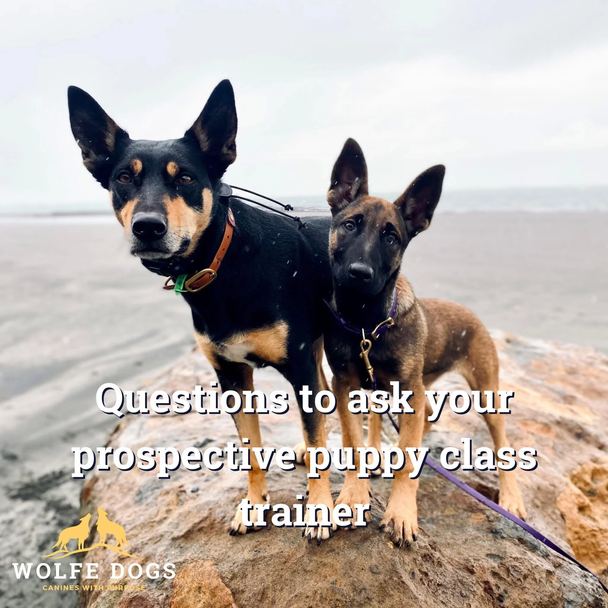 What to ask when choosing a puppy class