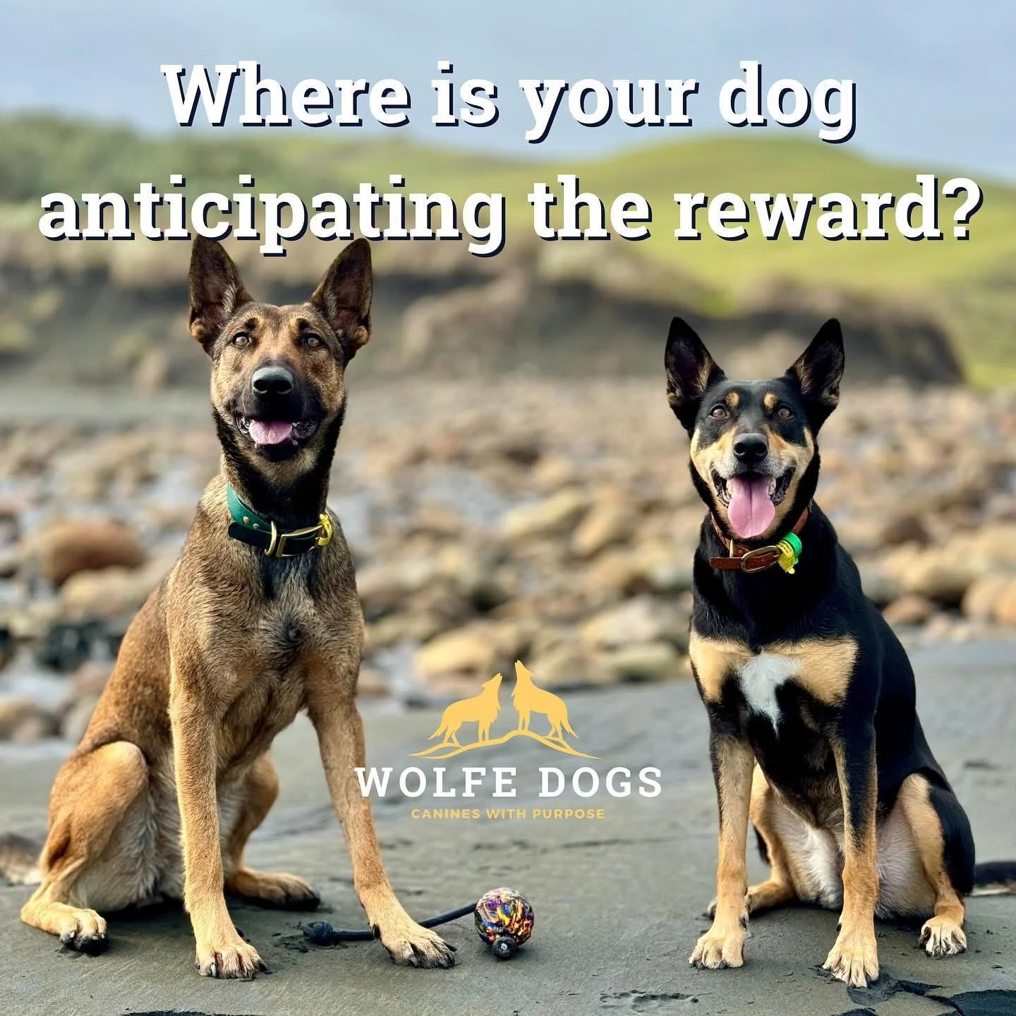 Where is your dog anticipating the reward?