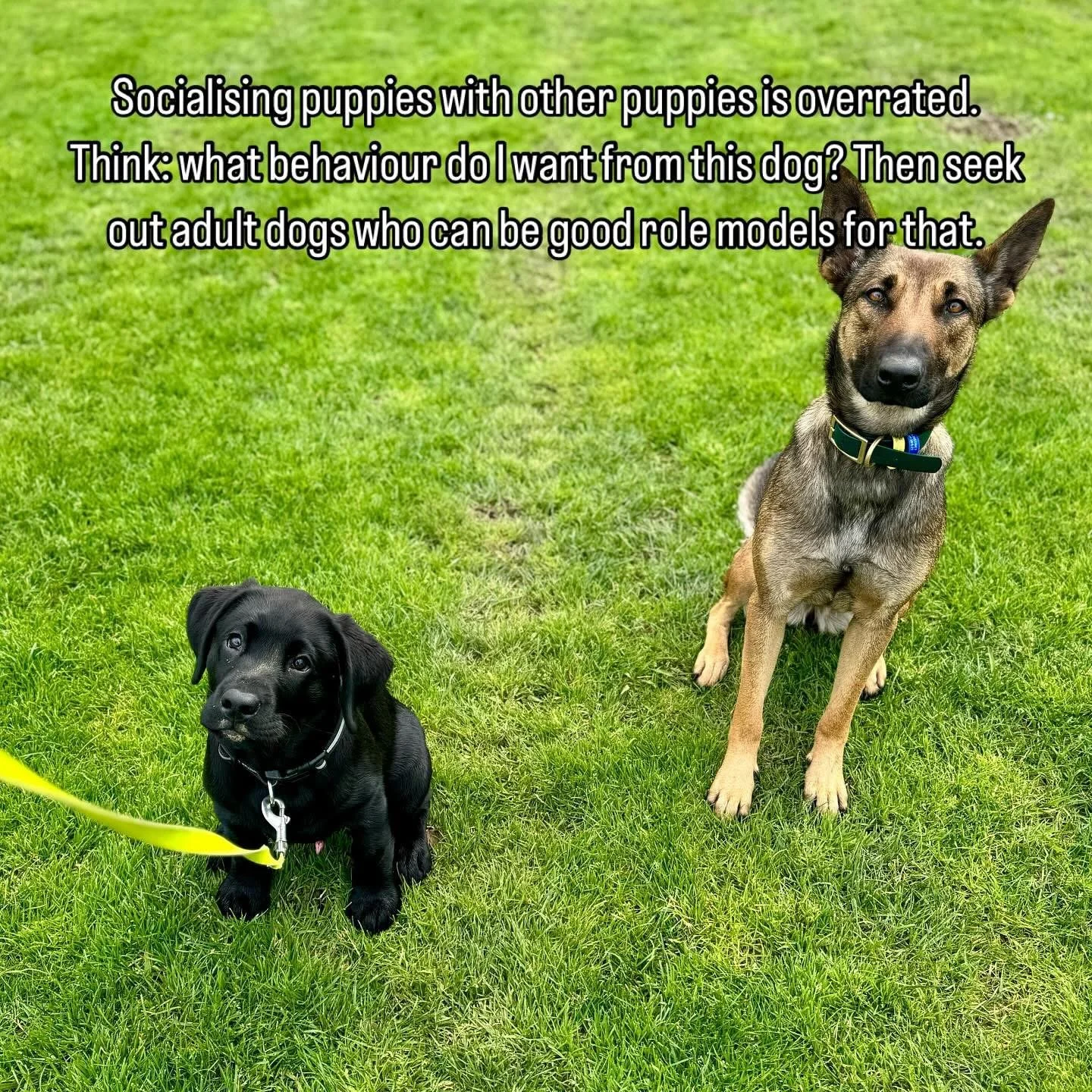 Socialising puppies with other puppies is overrated!