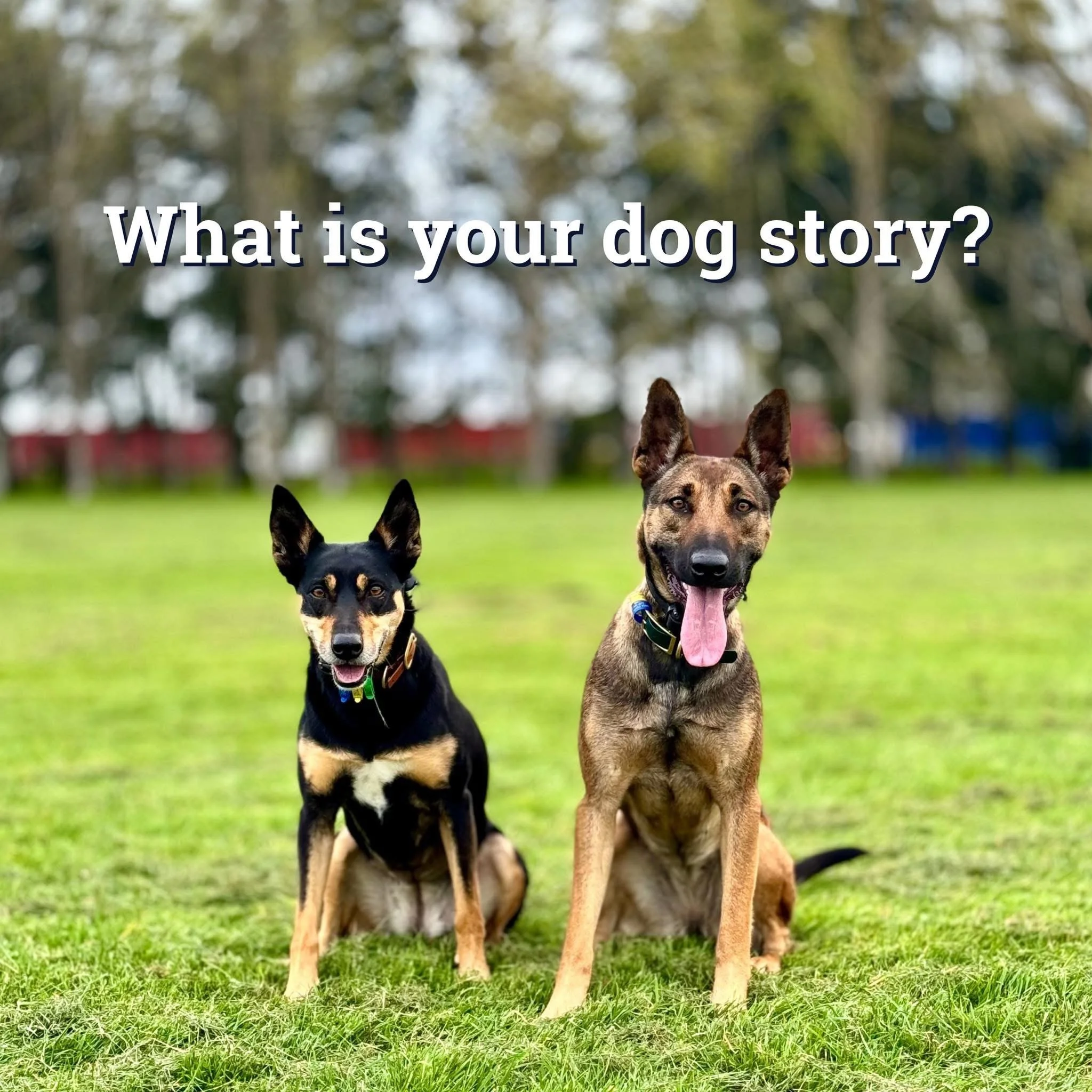 What is your dog story?