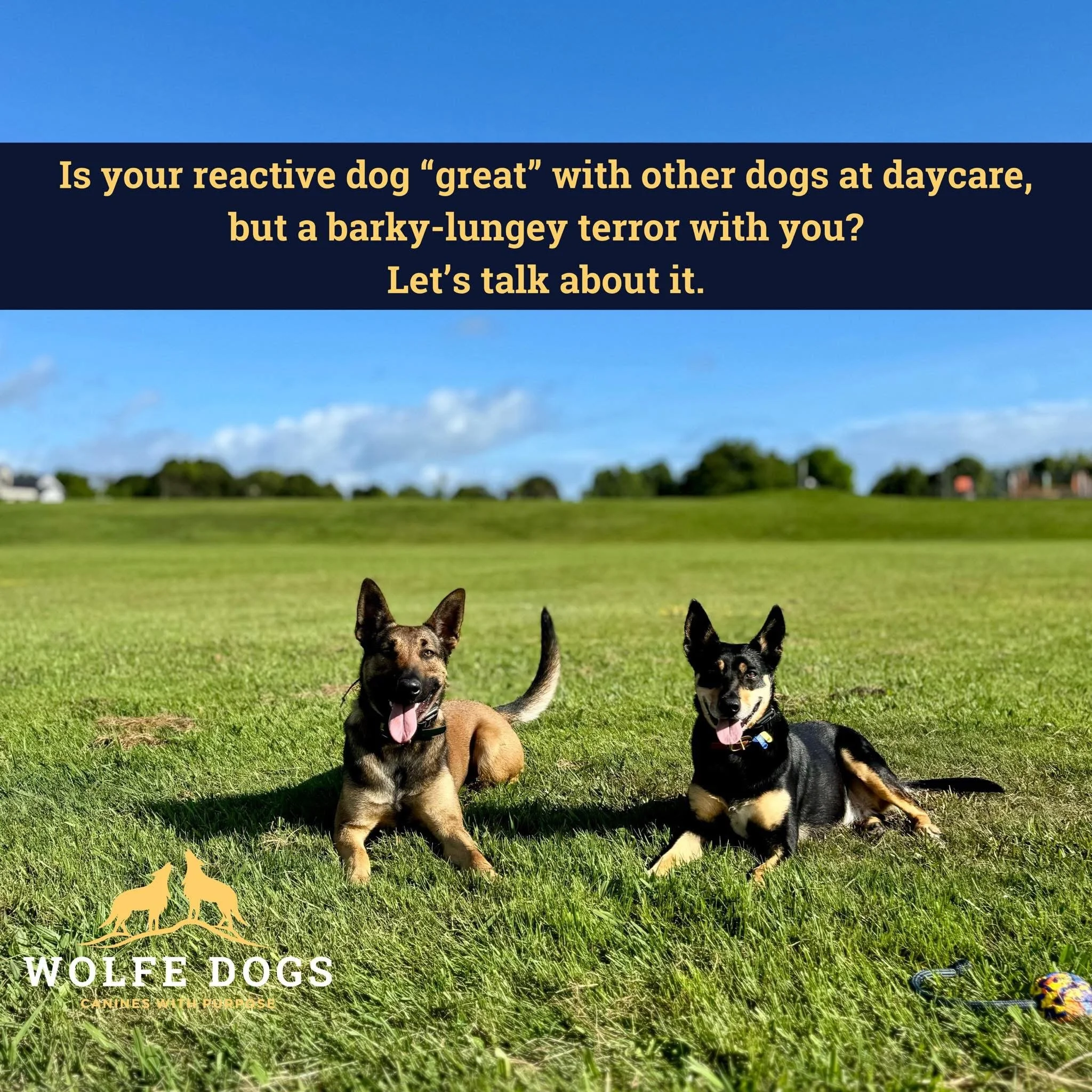 Is your dog “great” at daycare, but a barky lungey mess with you? Let’s talk about it!