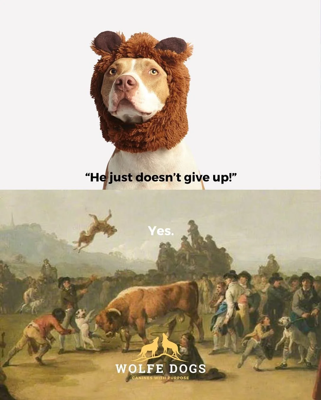 Is it a behaviour problem, or is it just an excellent dog who just happens to be unemployed?