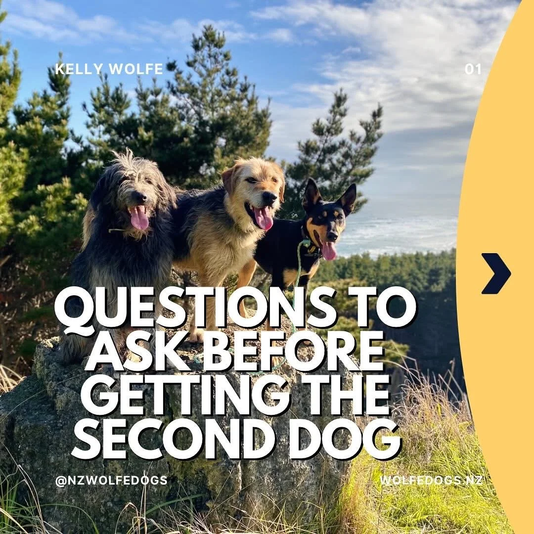 Questions to ask before getting the second dog