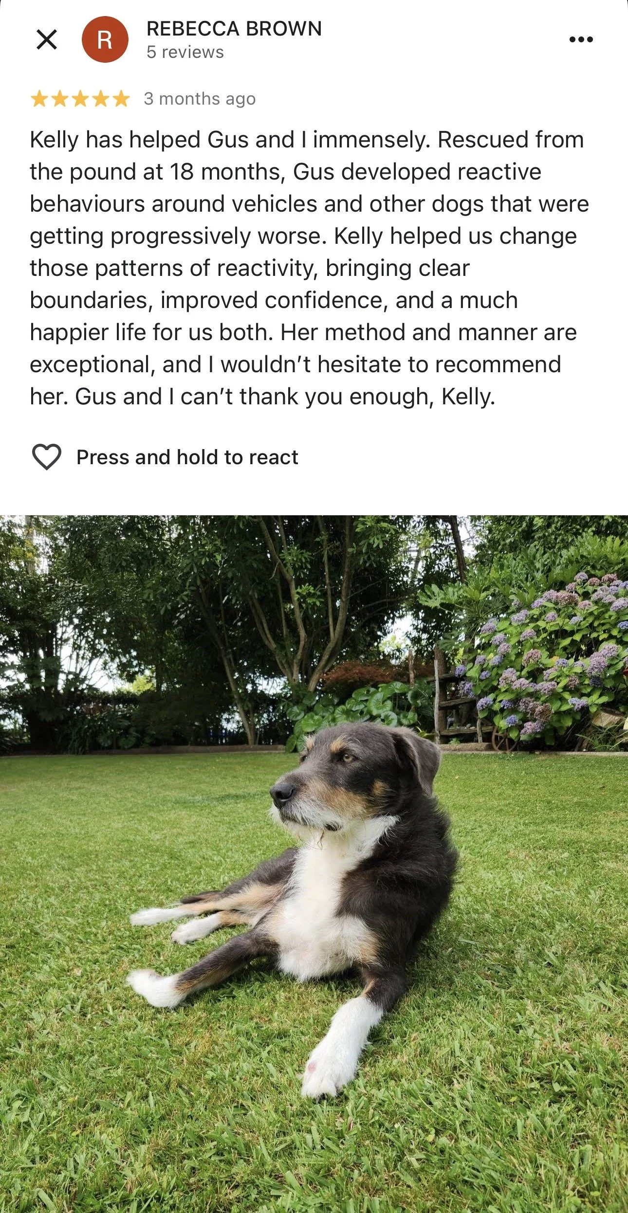 WolfeDogsReviews_1236.jpeg