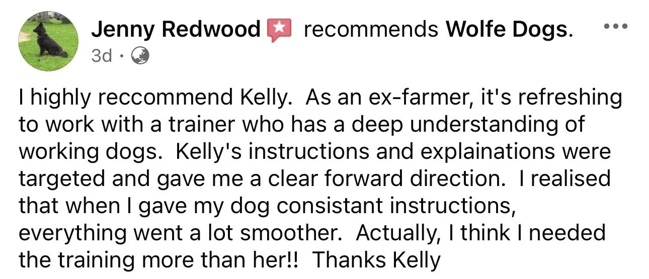 WolfeDogsReviews_1253.jpeg