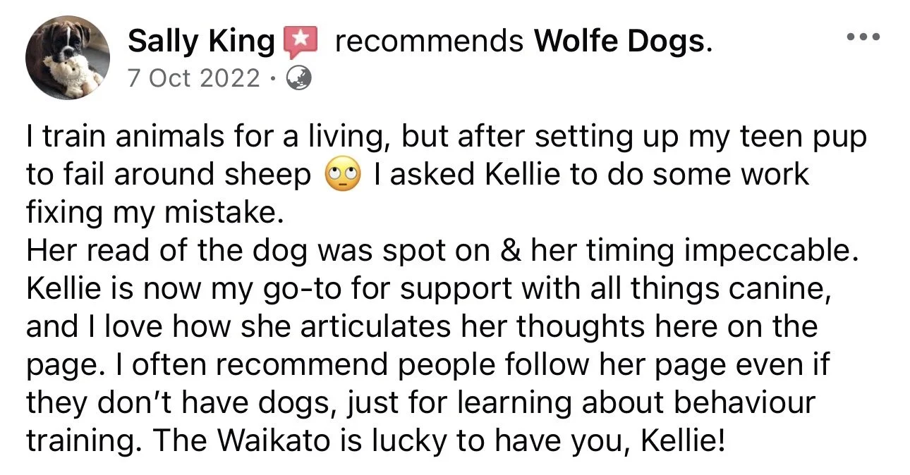 WolfeDogsReviews_1268.jpeg