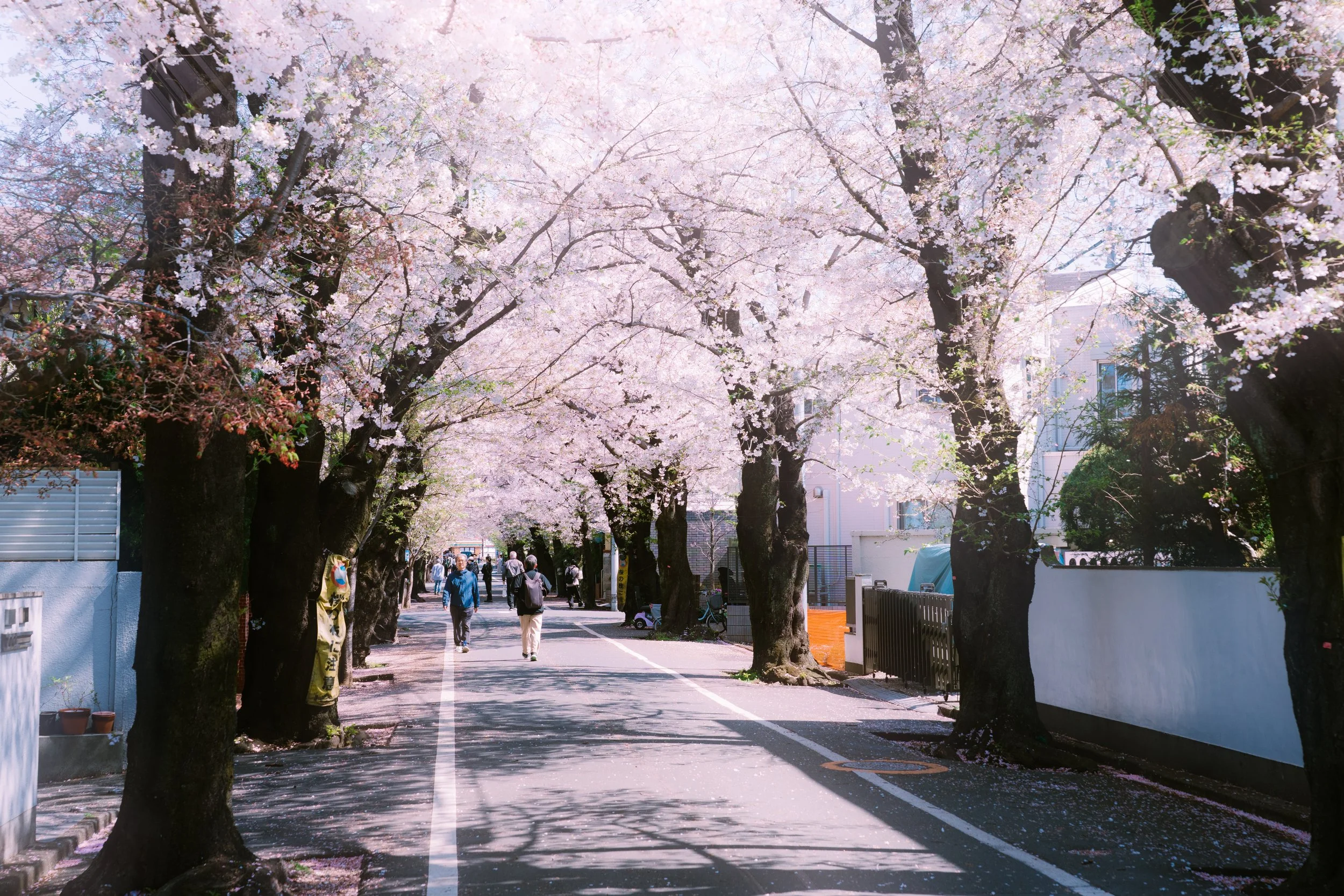 TokyoSakura2026_SSS00013-Edit.jpg