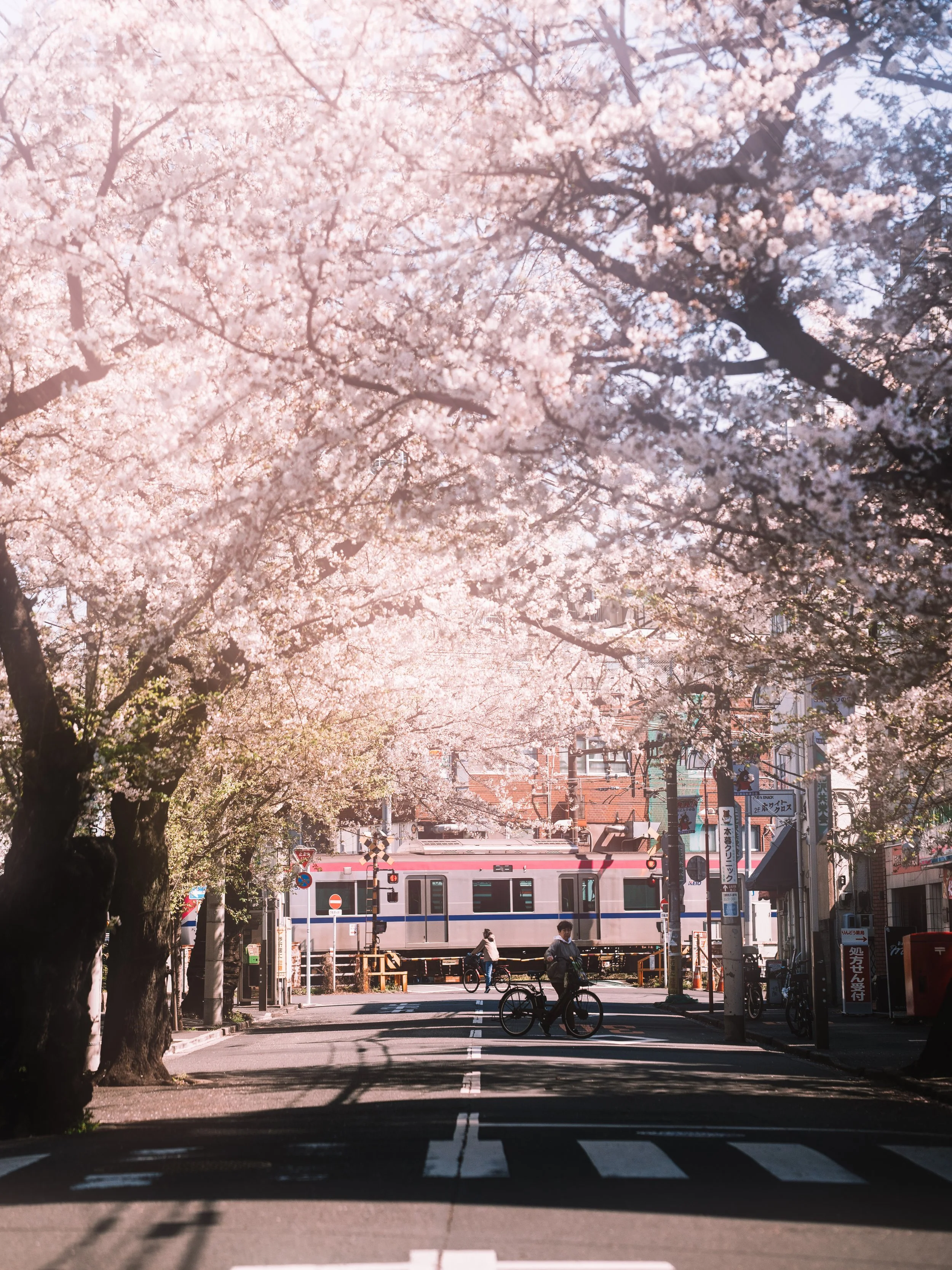 TokyoSakura2026_SSS09975-Edit.jpg