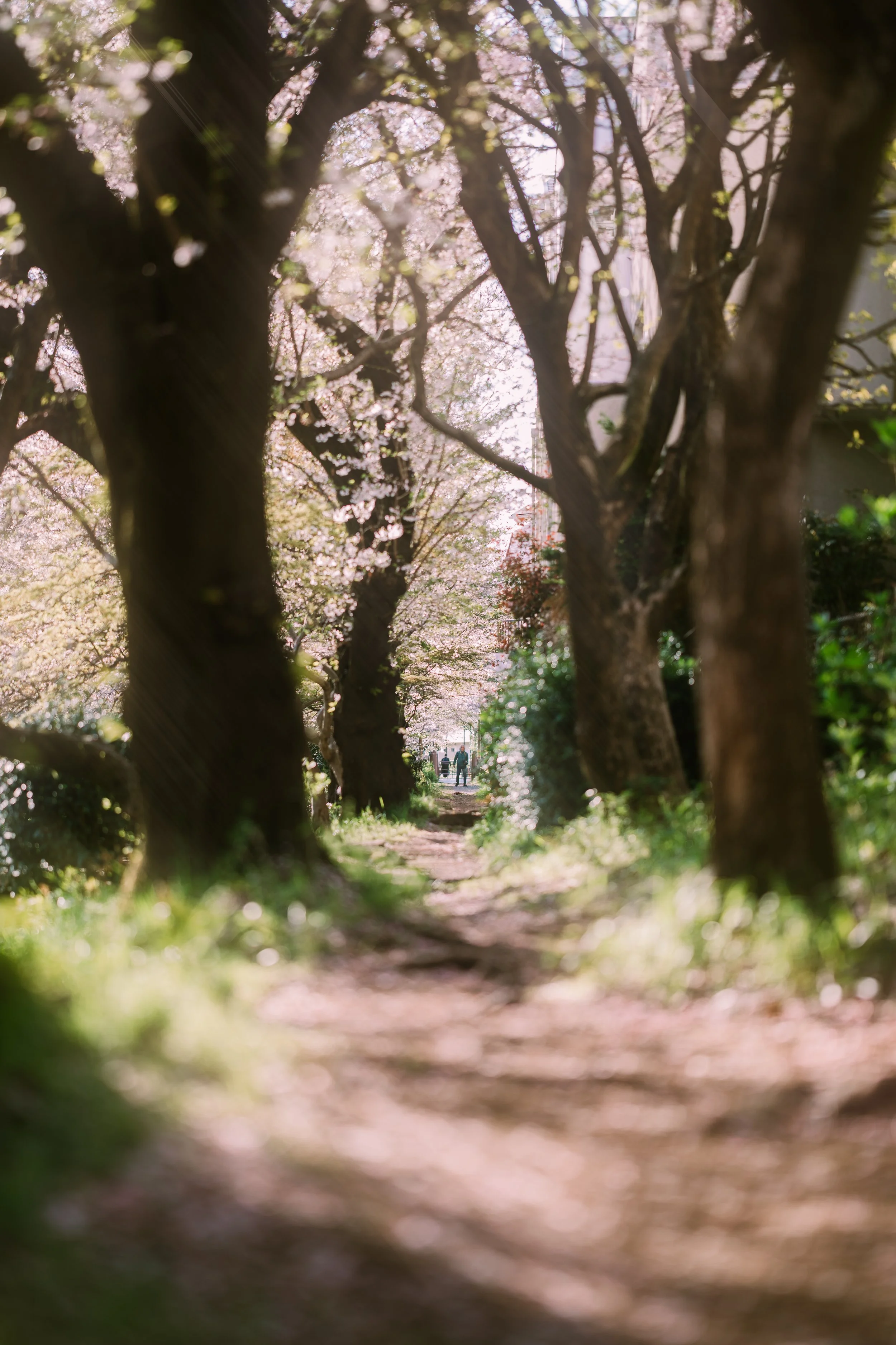 TokyoSakura2026_SSS09817-Edit.jpg