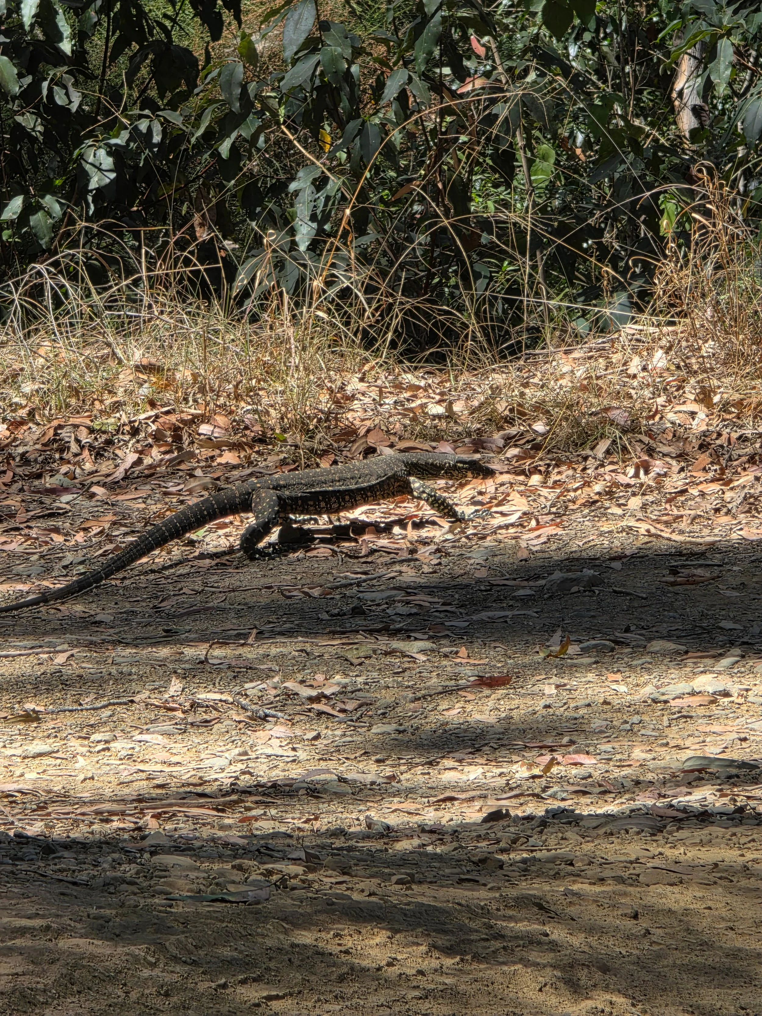 A black lizard with spots on dry earth surrounded by dry grass and green bushes.