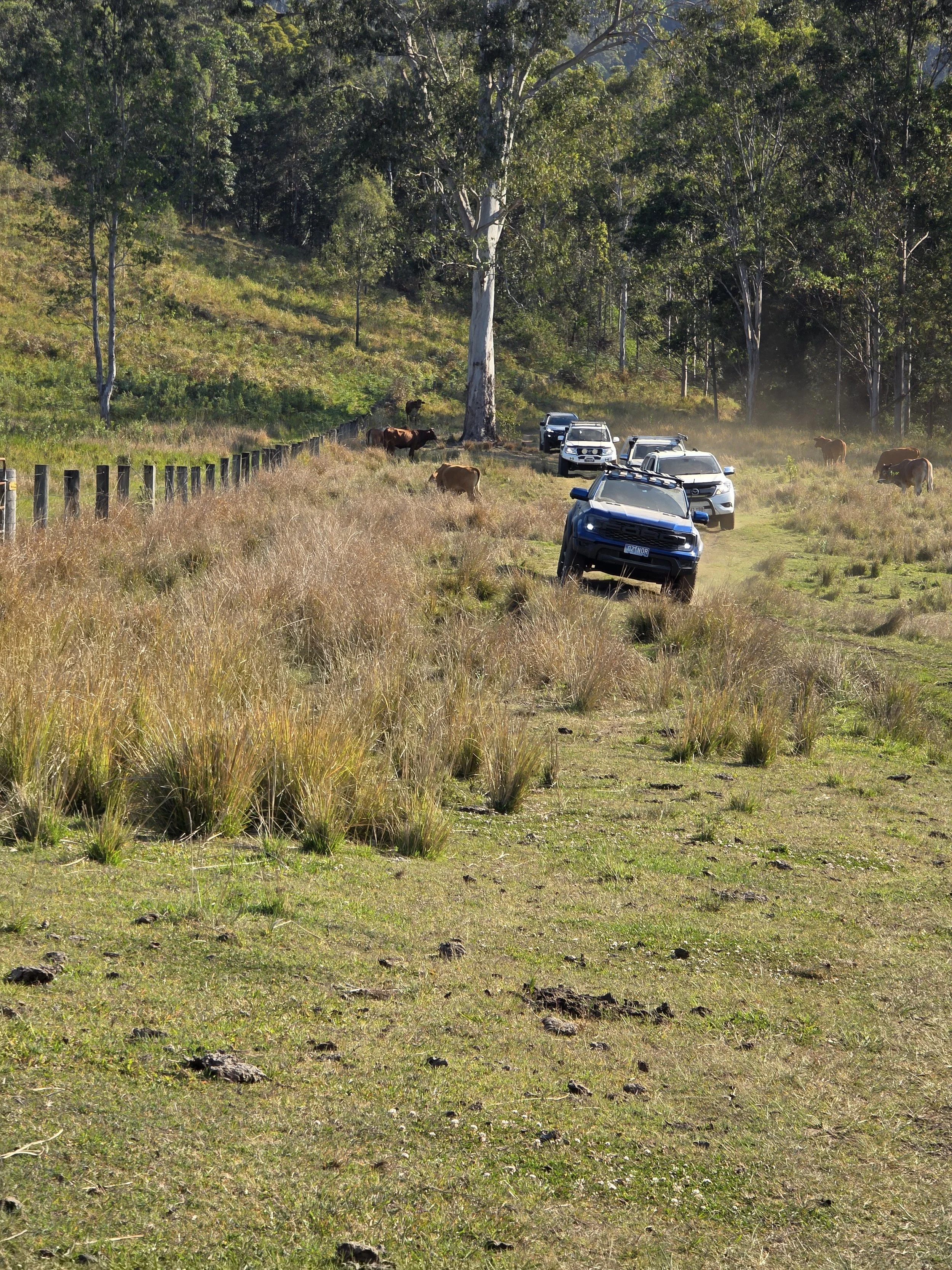 Multiple vehicles parked on a grassy field with grazing cows, surrounded by trees and a wooden fence in the background.