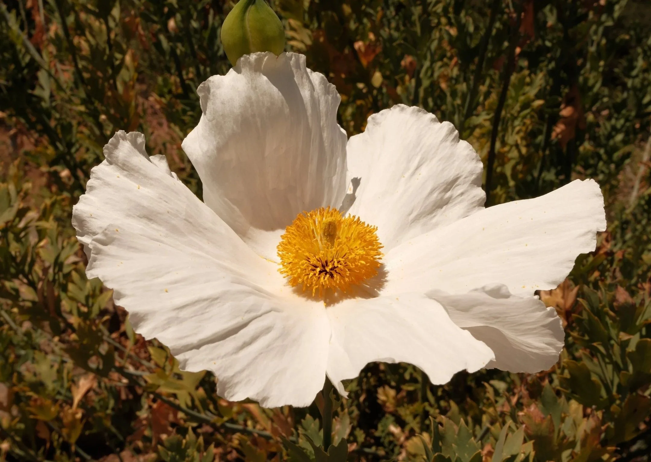 DSCF0932.jpg