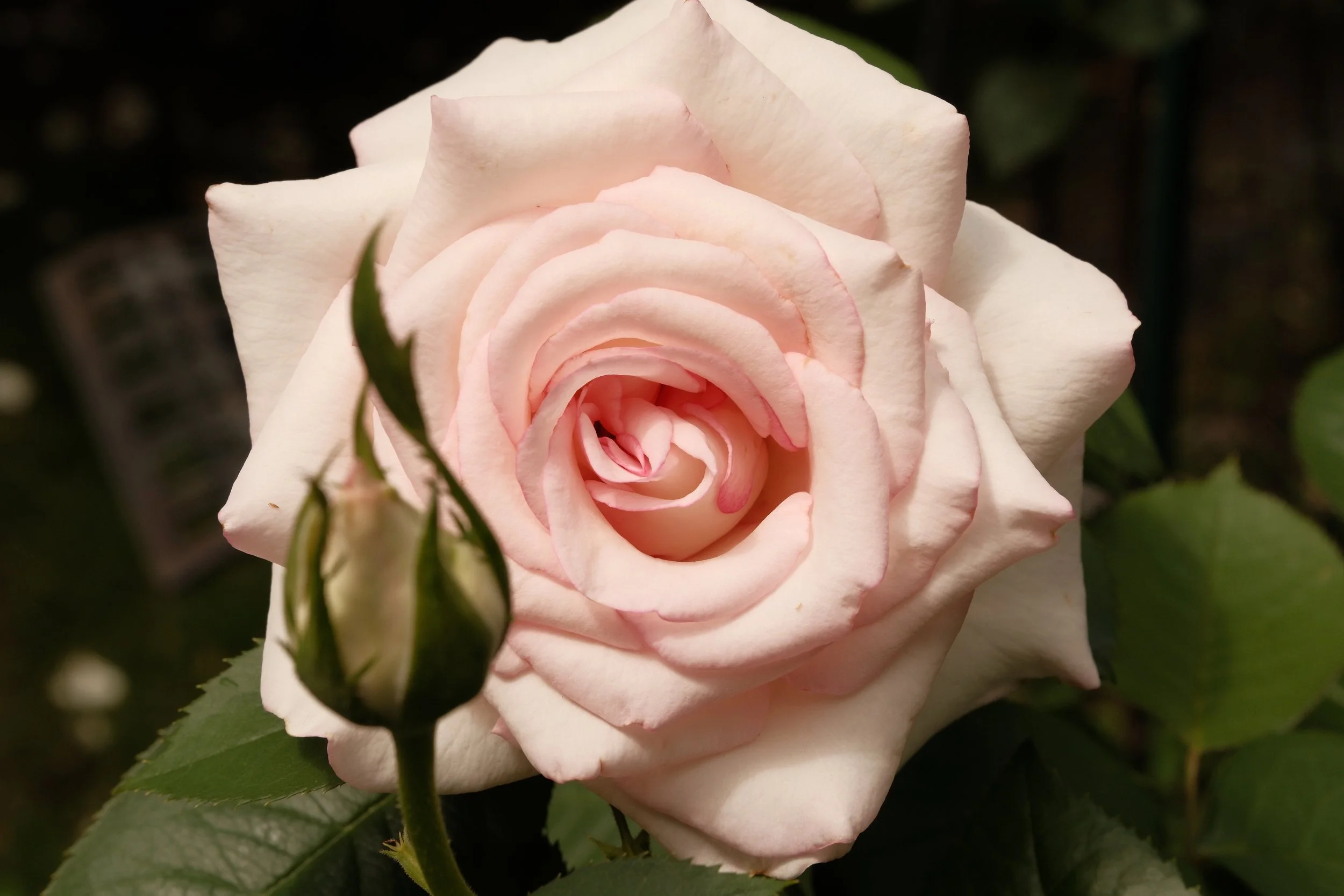 DSCF9941.JPG