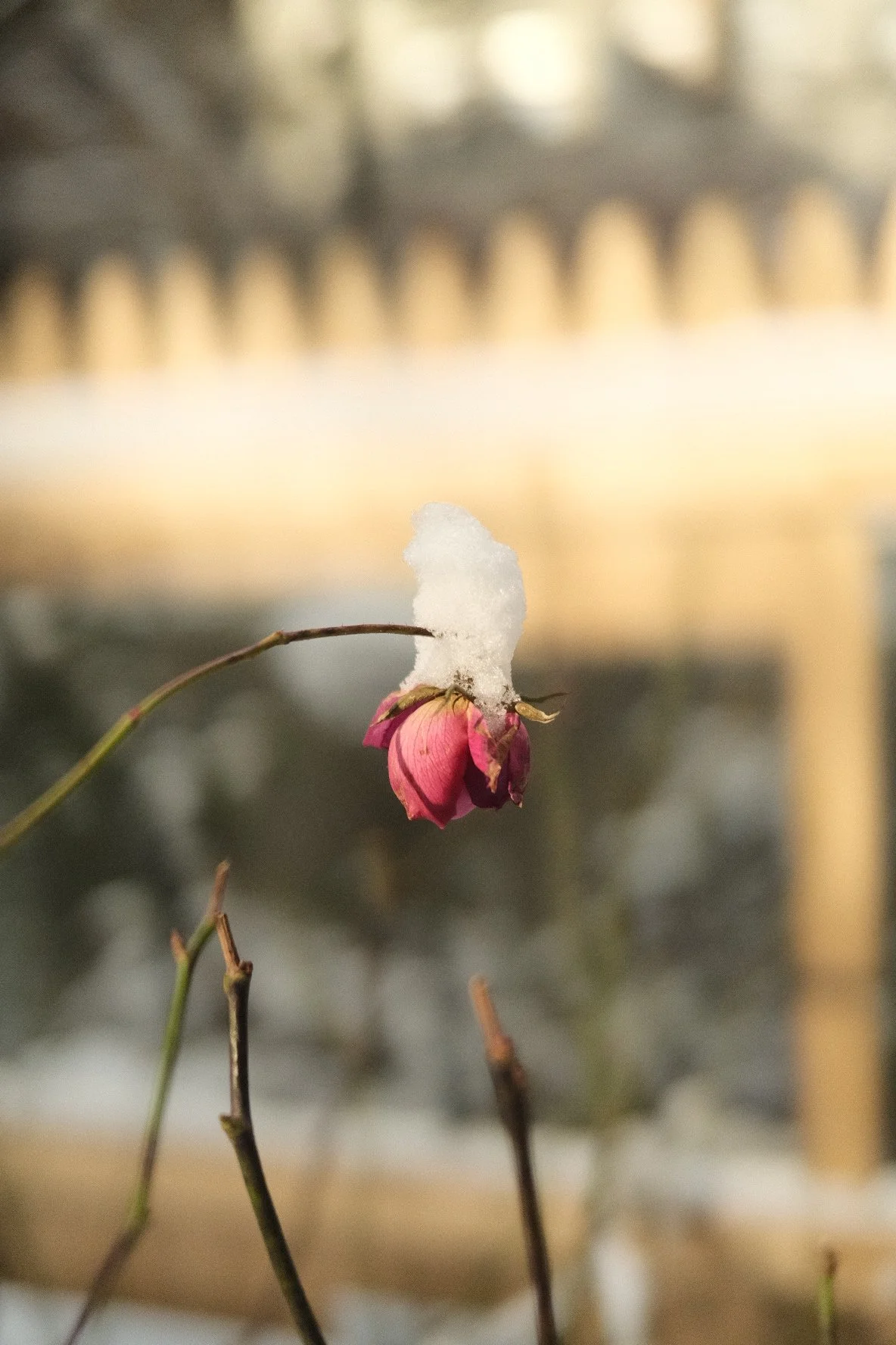 DSCF4170.JPG
