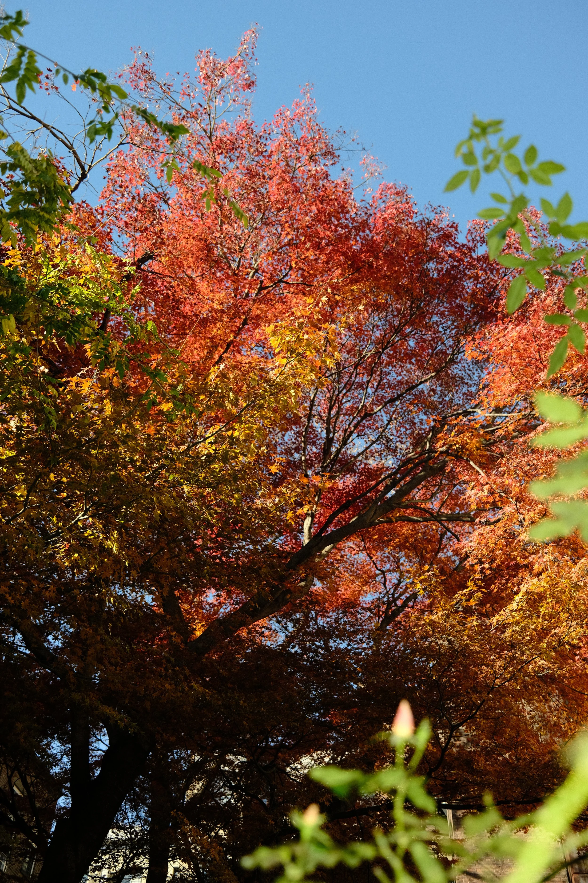 DSCF2454.JPG