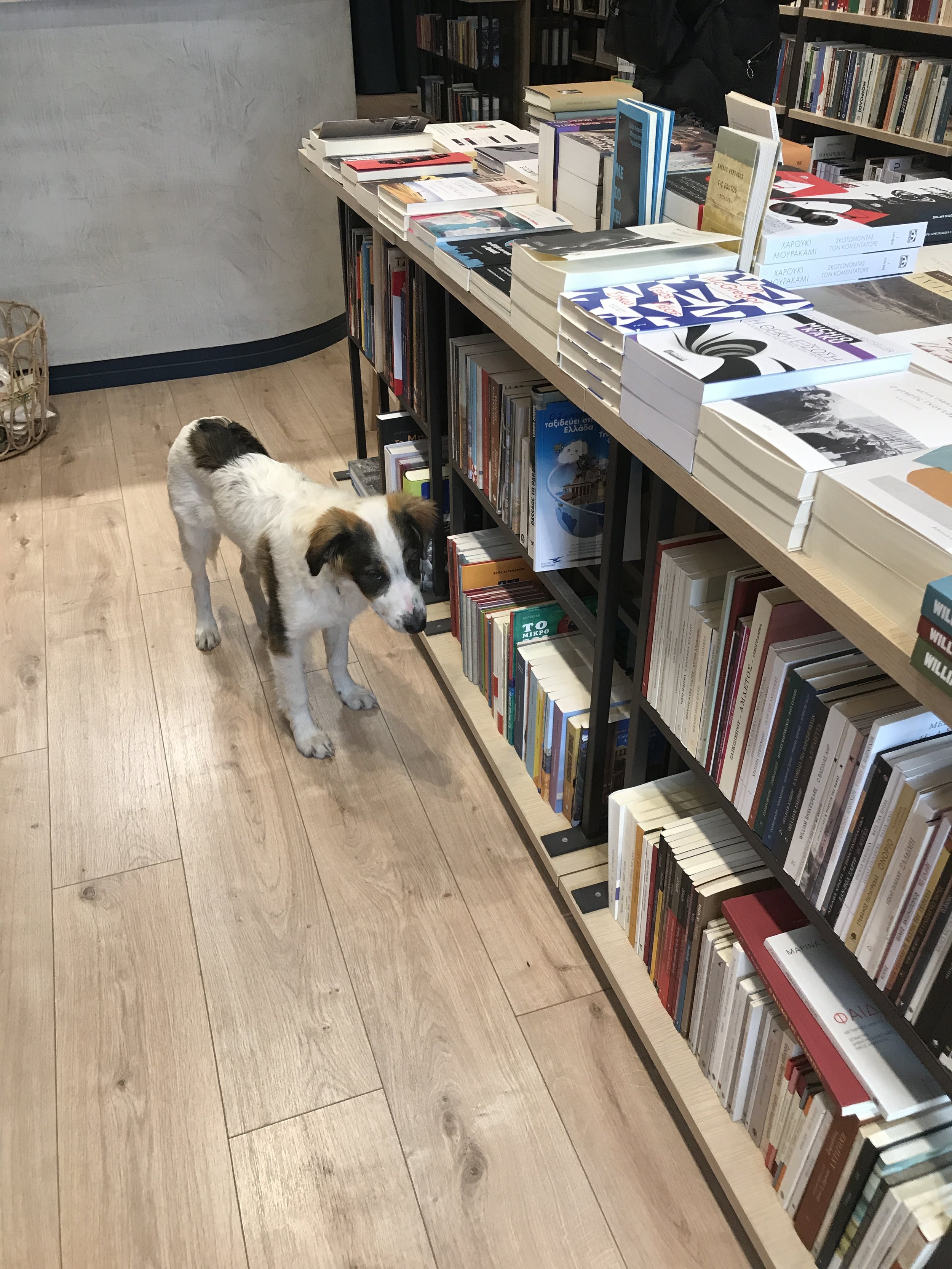 A small dog with white fur and brown spots on its head and back is standing on a wooden floor in a bookstore, near bookshelves filled with books.