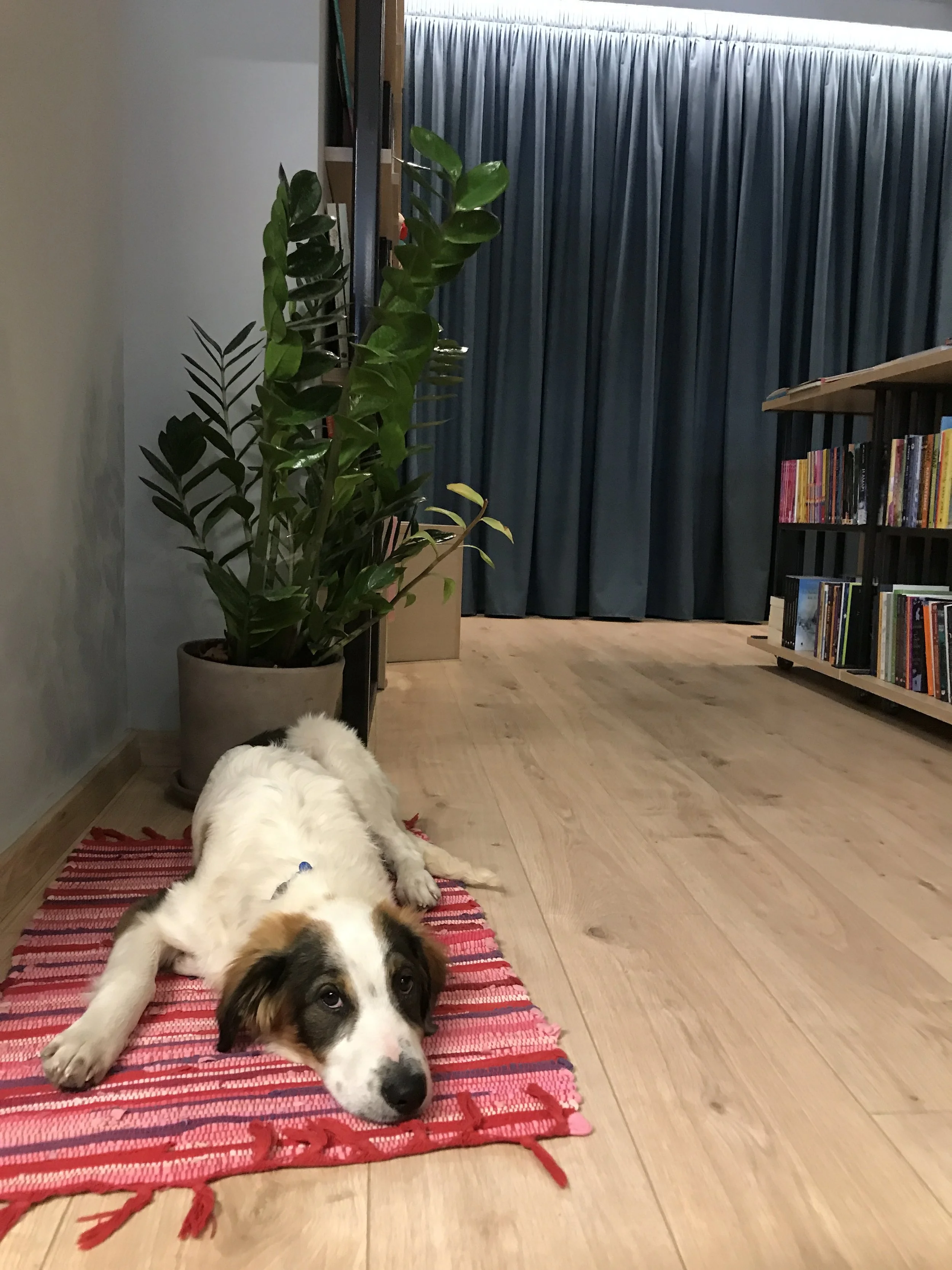 A large, fluffy dog lying on a red and black striped rug with a white and brown fur pattern and a black nose, resting on its side with its head facing the camera in a cozy room with wooden flooring, tall green houseplants, a blue curtain, and a books